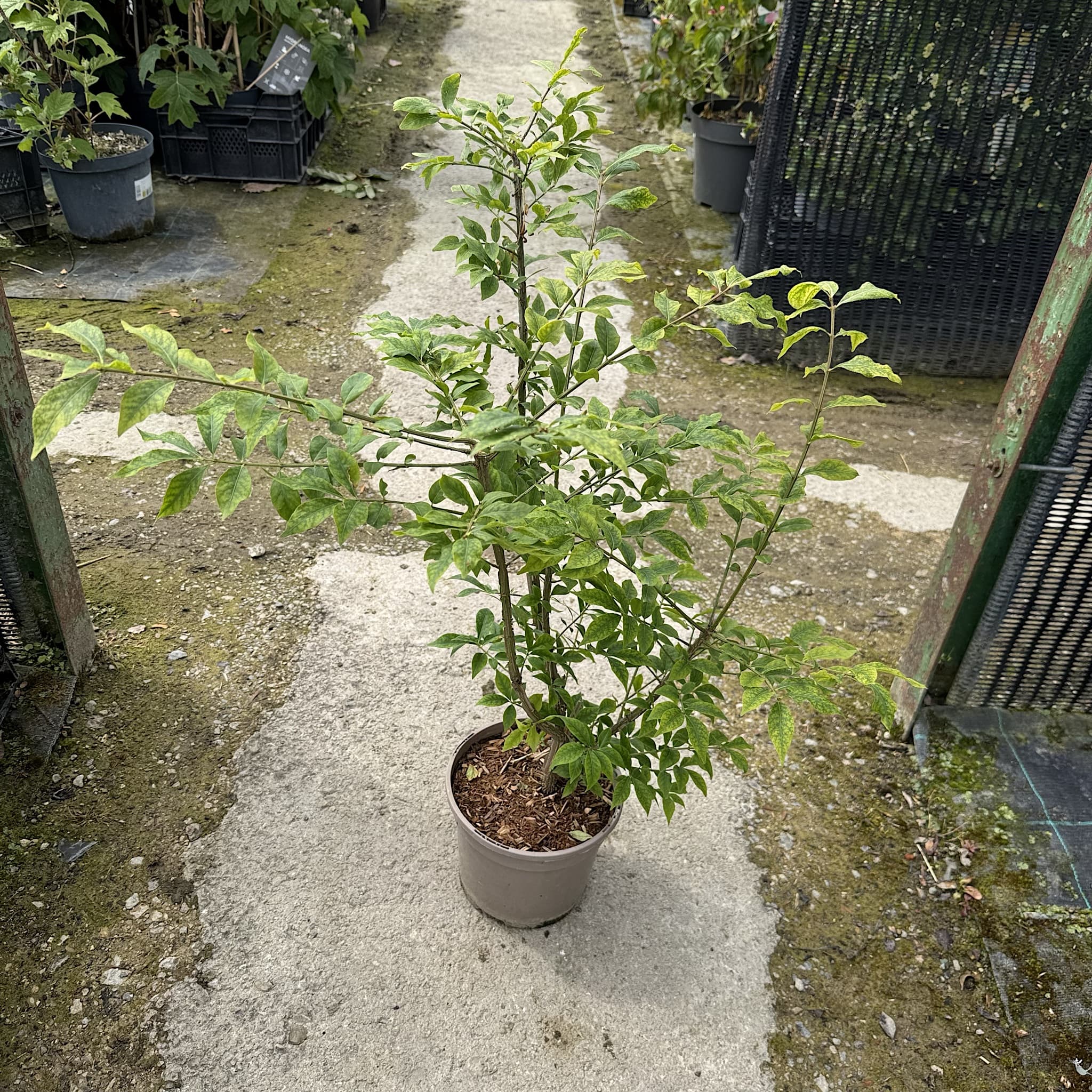 Euonymus alatus