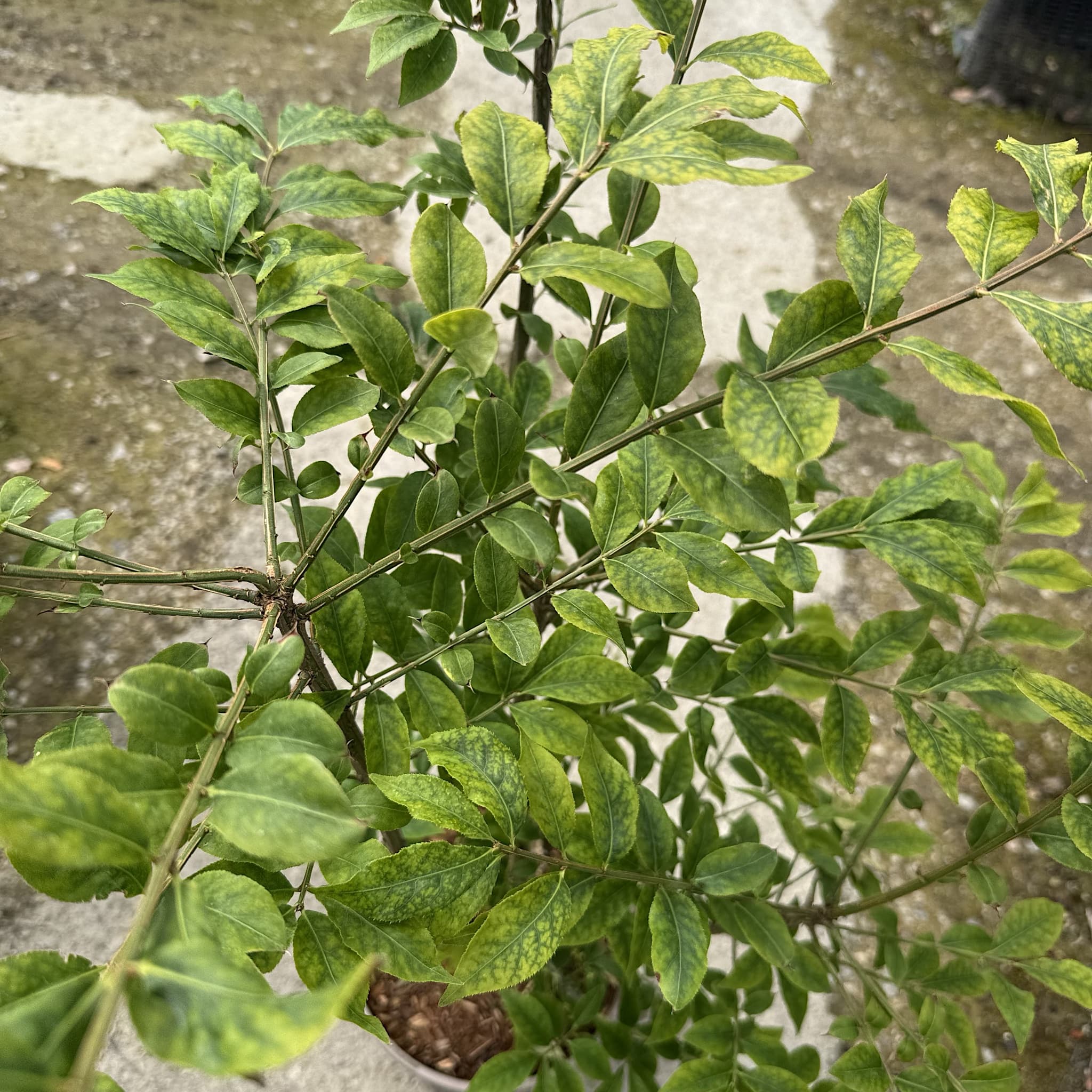 Euonymus alatus
