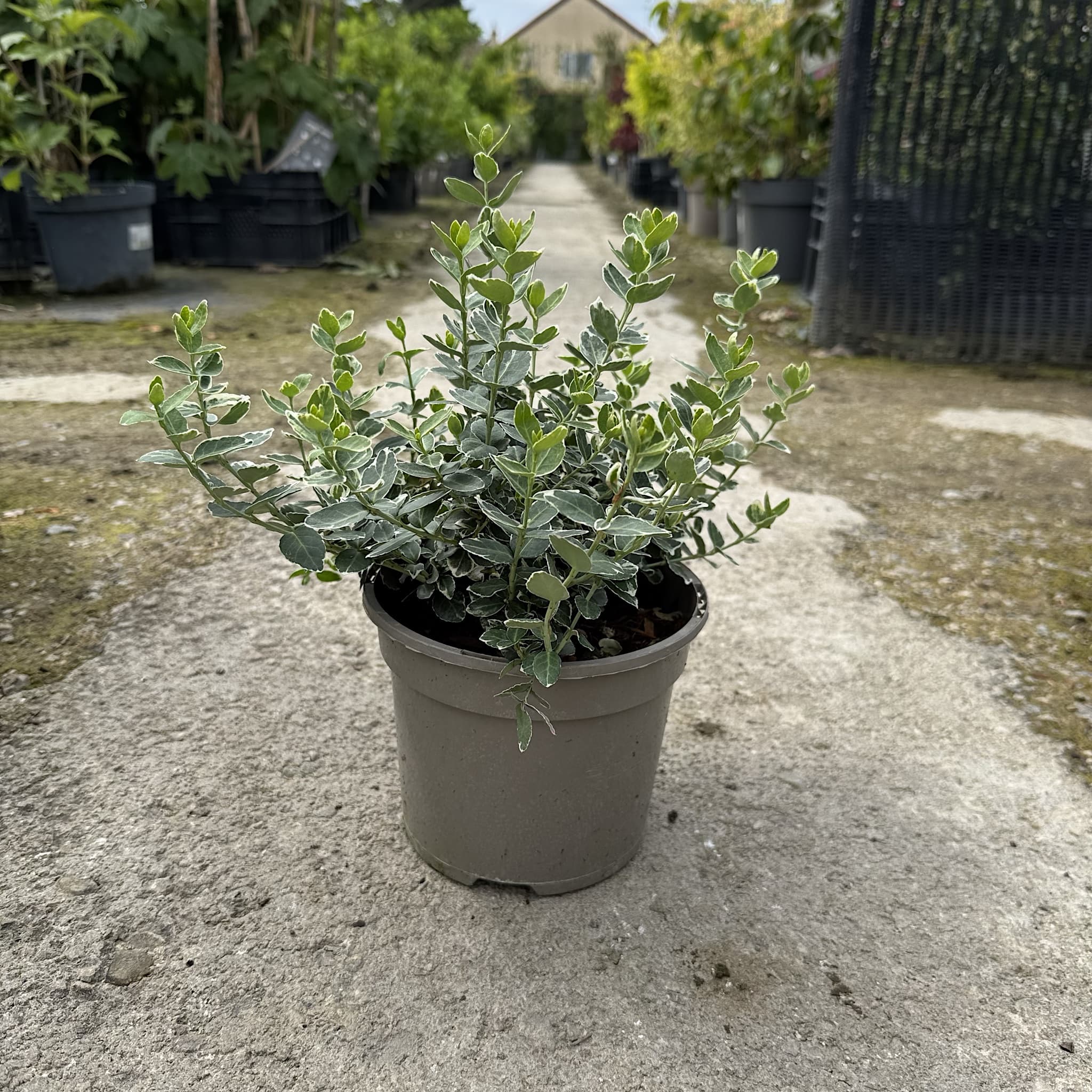 Euonymus fort. 'Emerald Gaiety'
