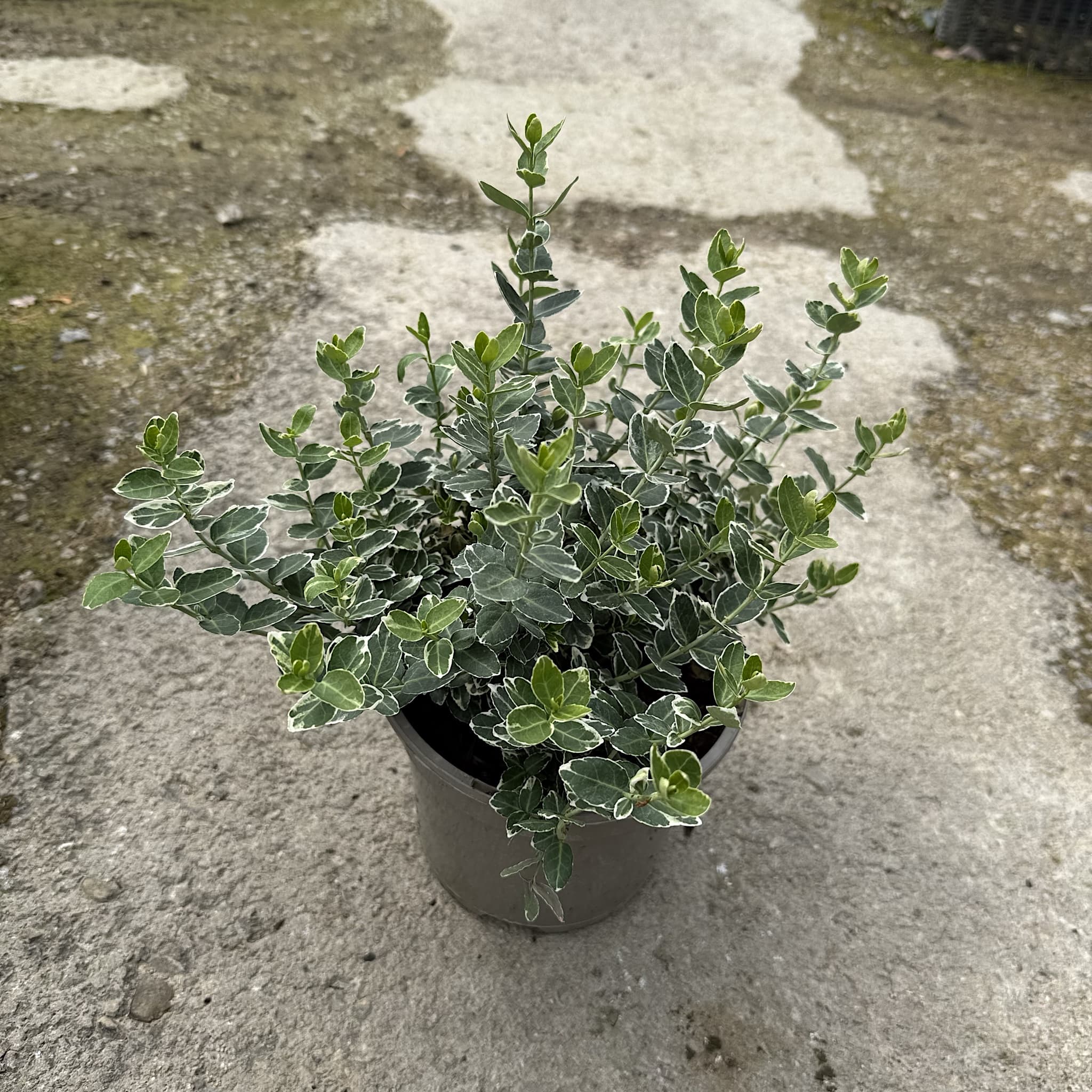 Euonymus fort. 'Emerald Gaiety'