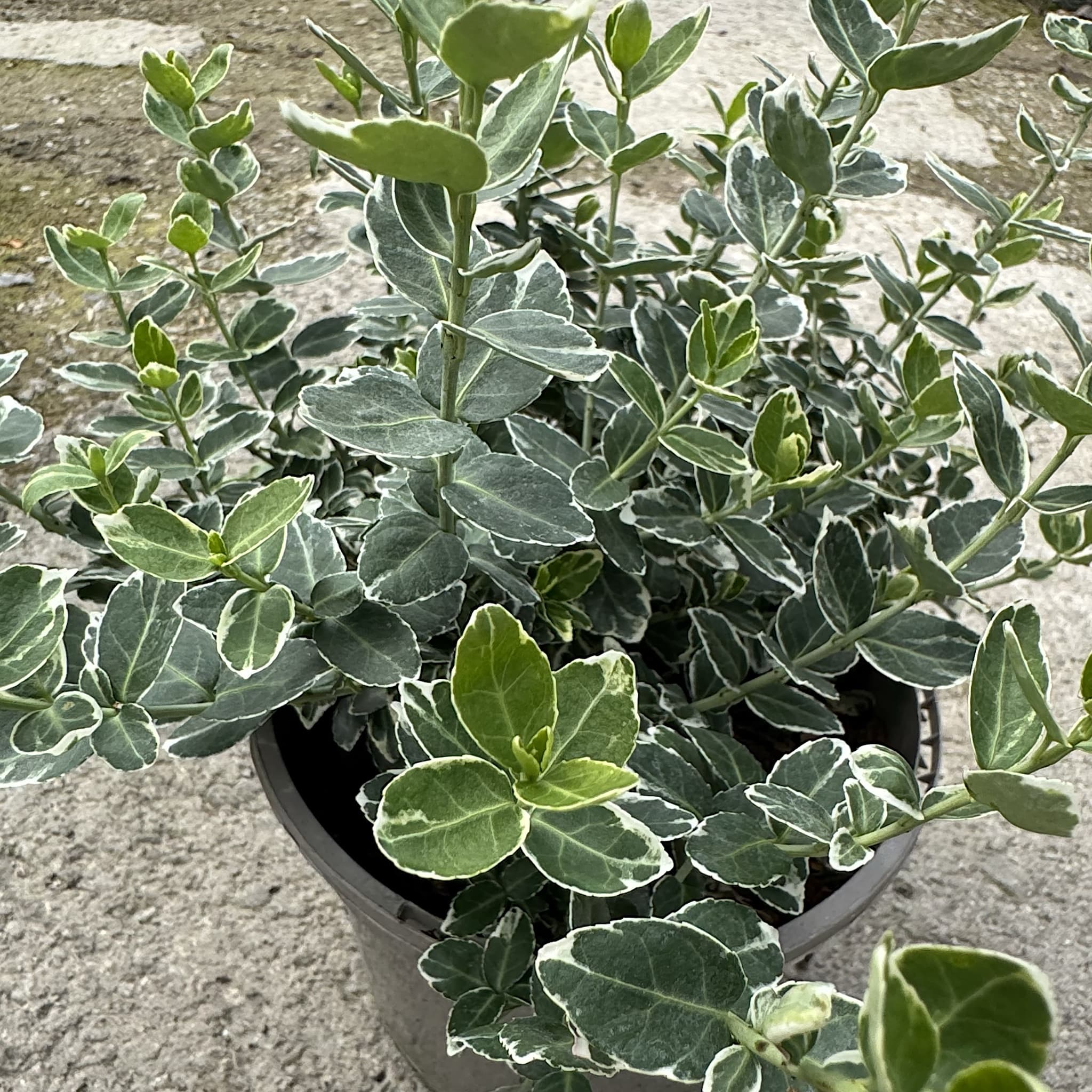 Euonymus fort. 'Emerald Gaiety'