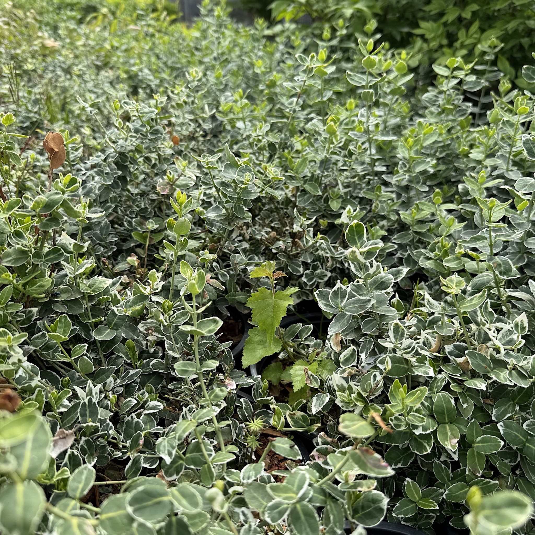 Euonymus fort. 'Emerald Gaiety'