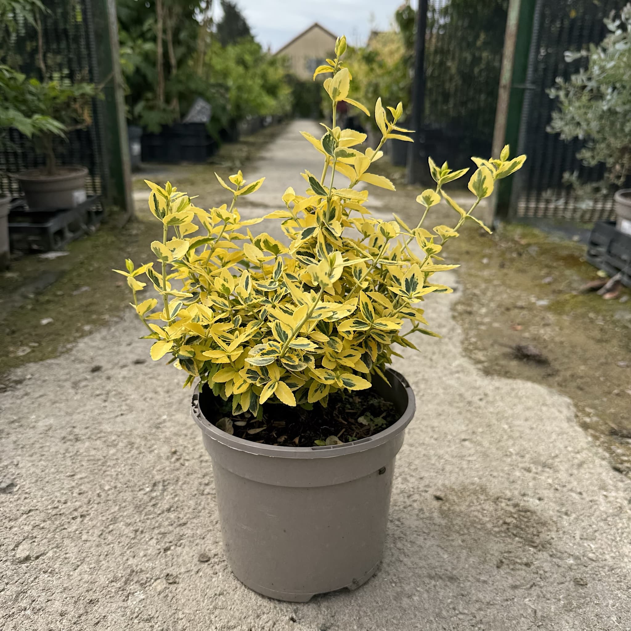 Euonymus fort. 'Emerald 'n' Gold'