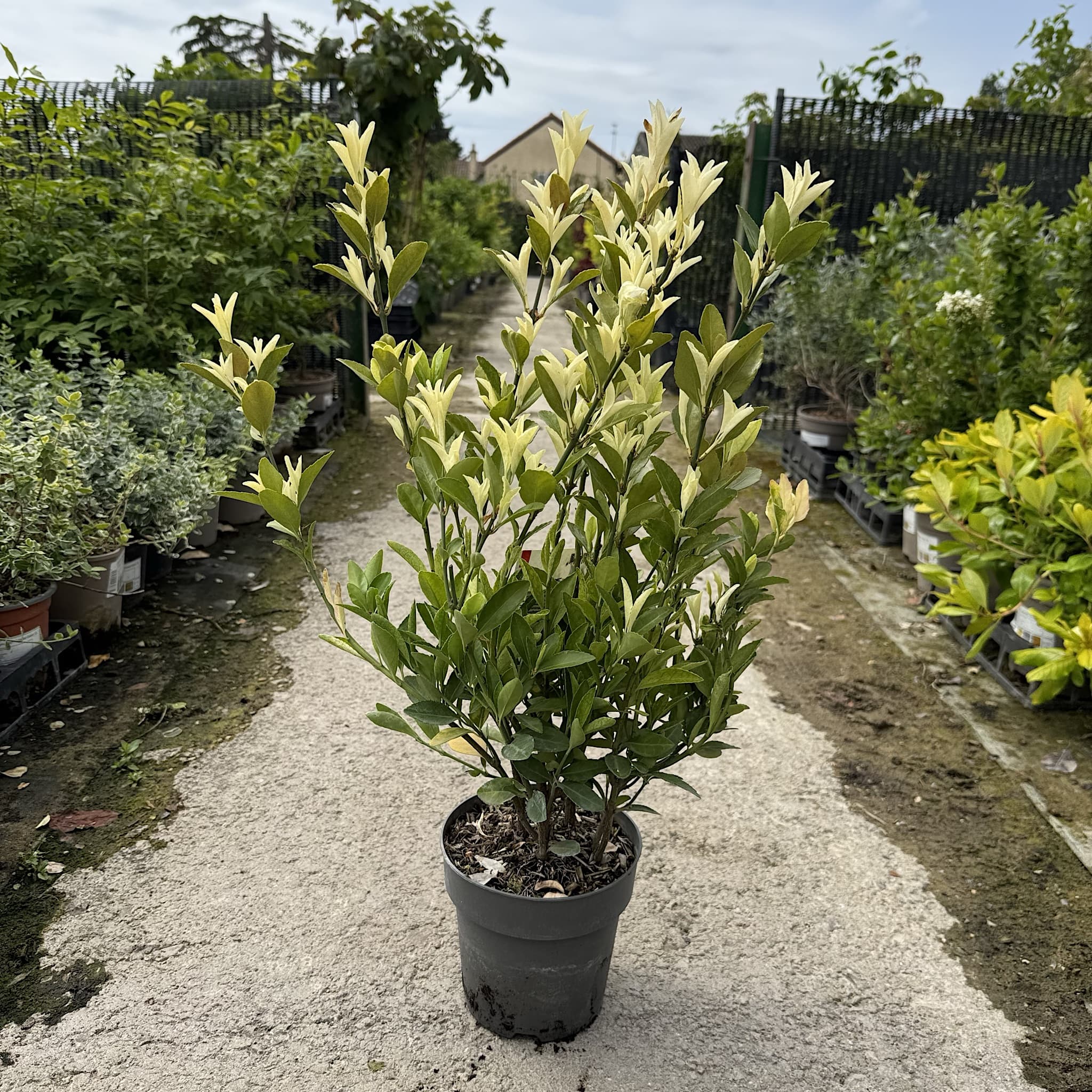 Euonymus jap. ‘Extravaganza’