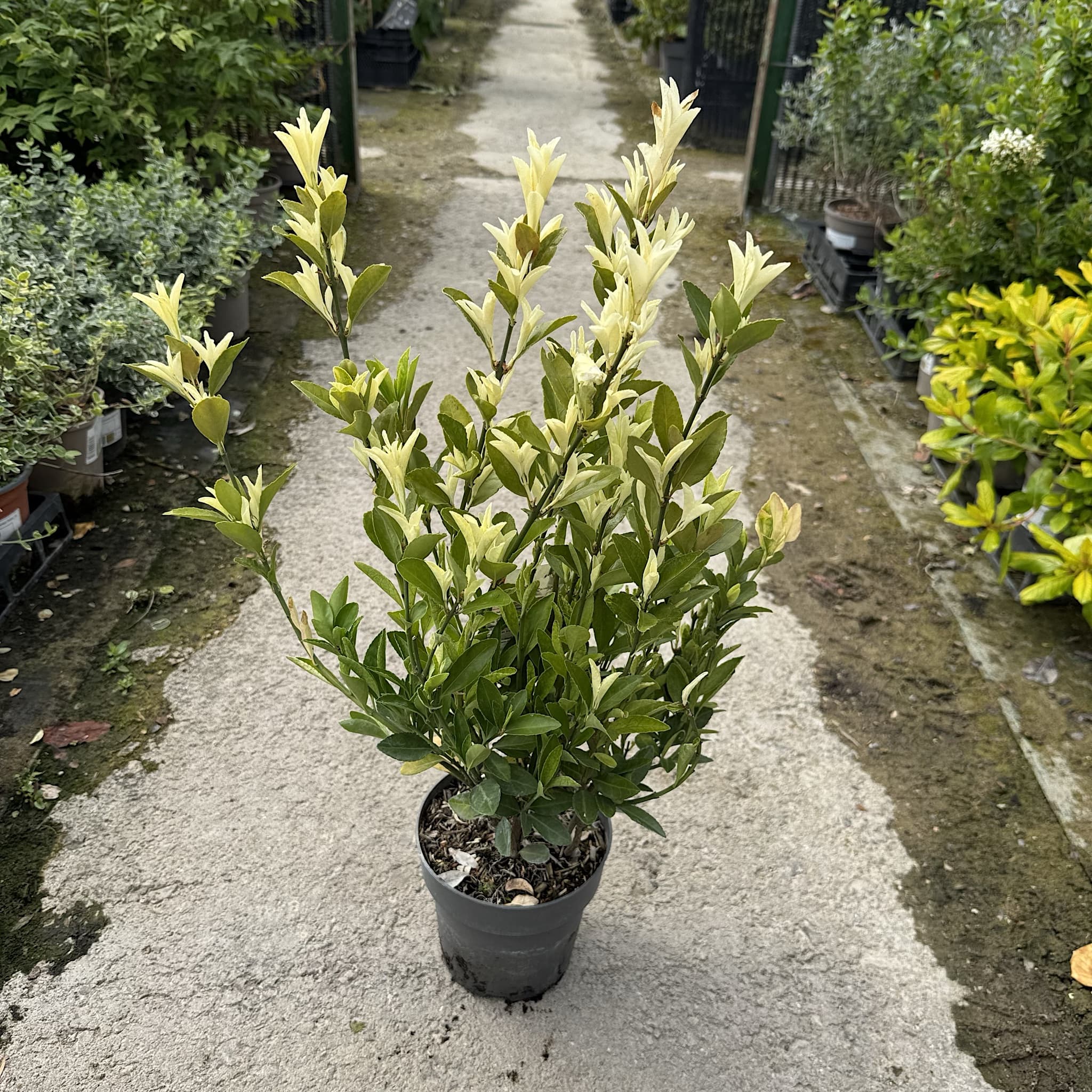 Euonymus jap. ‘Extravaganza’