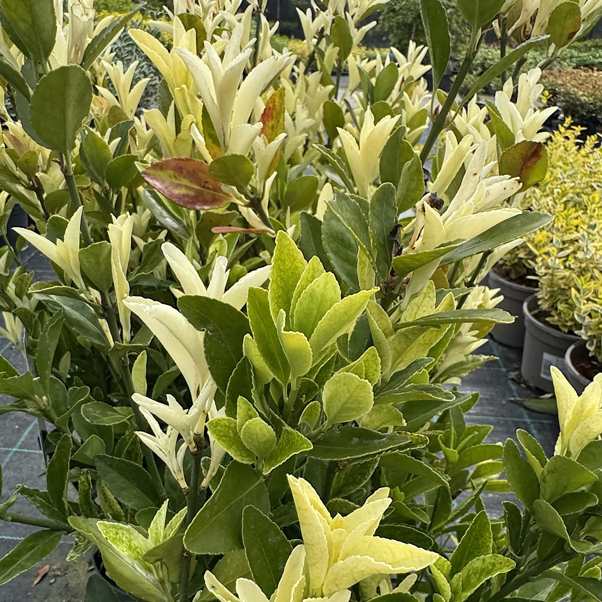 Euonymus jap. ‘Extravaganza’