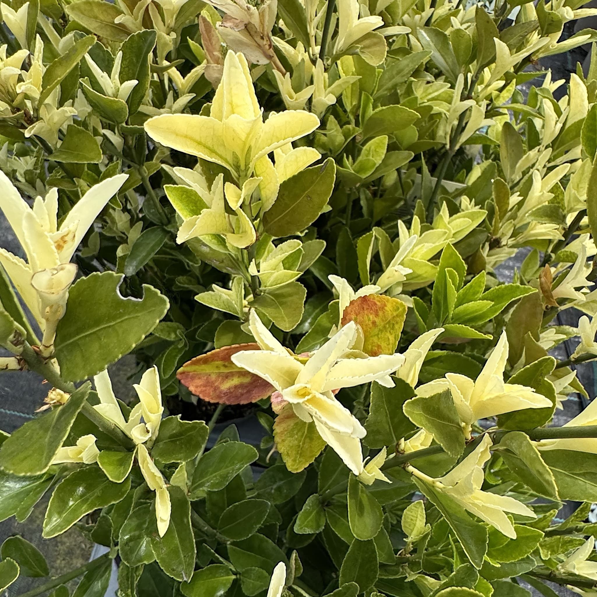 Euonymus jap. ‘Extravaganza’