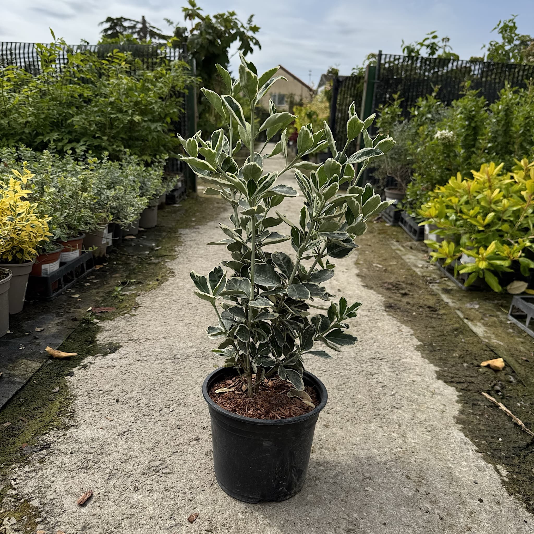 Euonymus 'Kathy'
