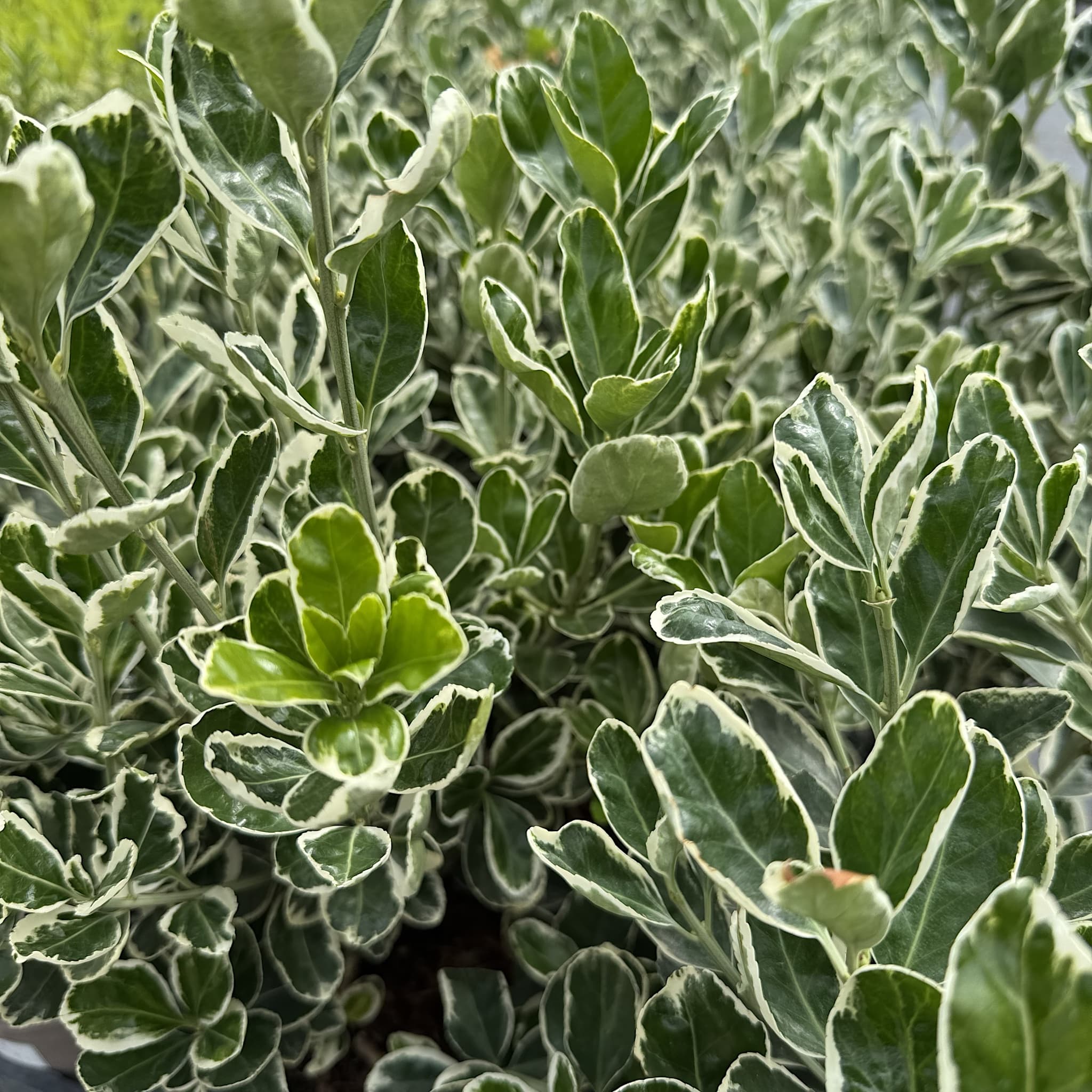 Euonymus 'Kathy'