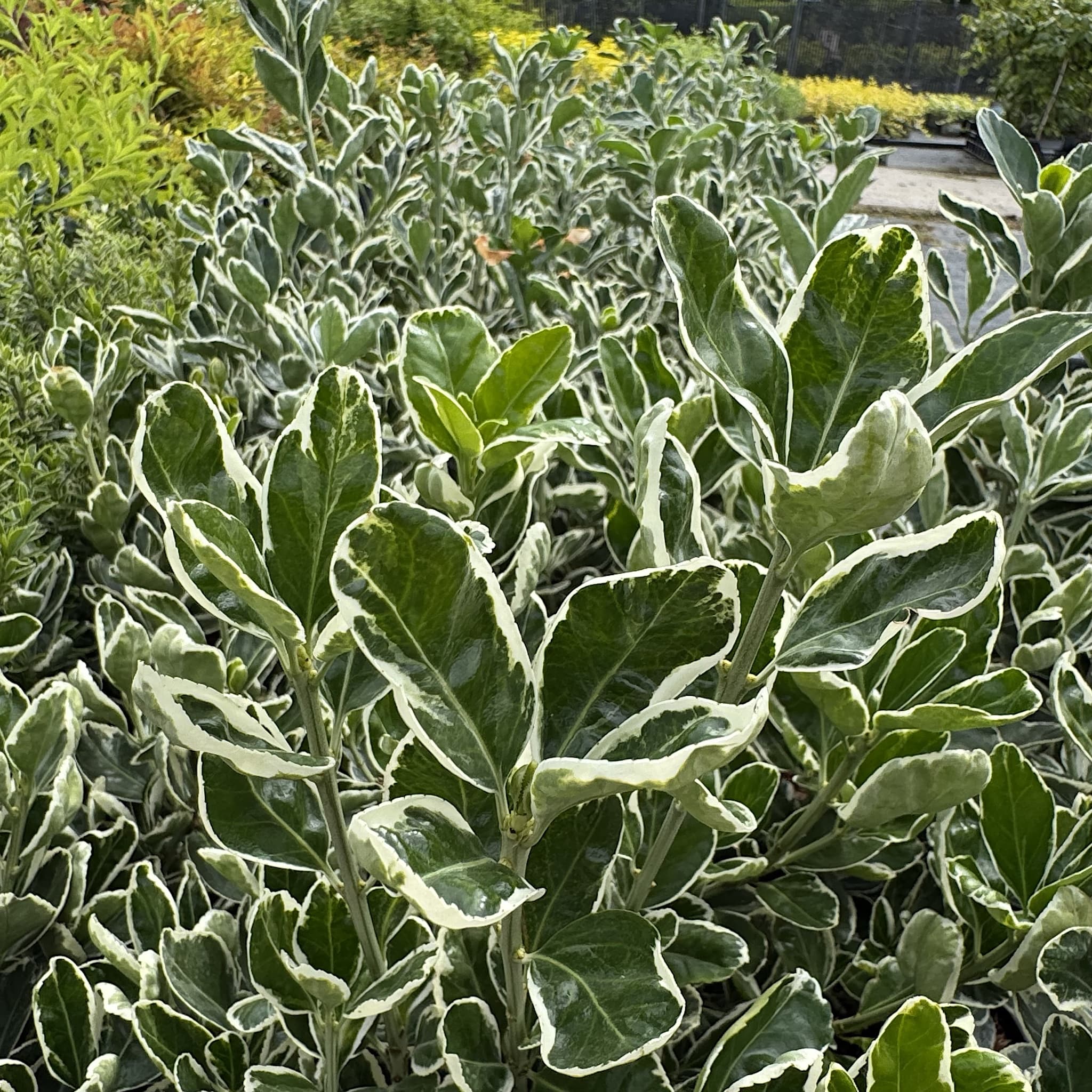 Euonymus 'Kathy'