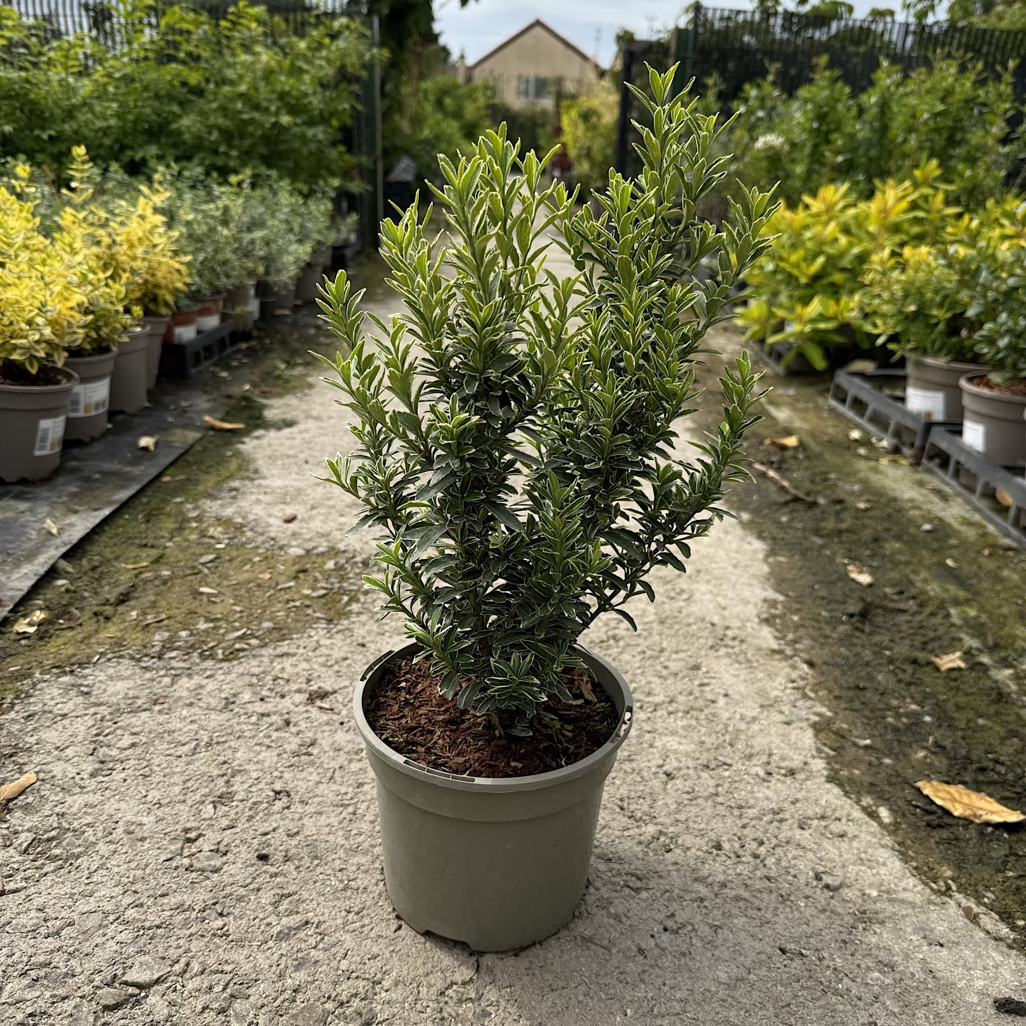 Euonymus jap. 'Microphyllus Aurea’