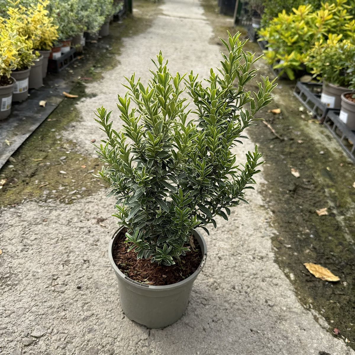 Euonymus jap. 'Microphyllus Aurea’