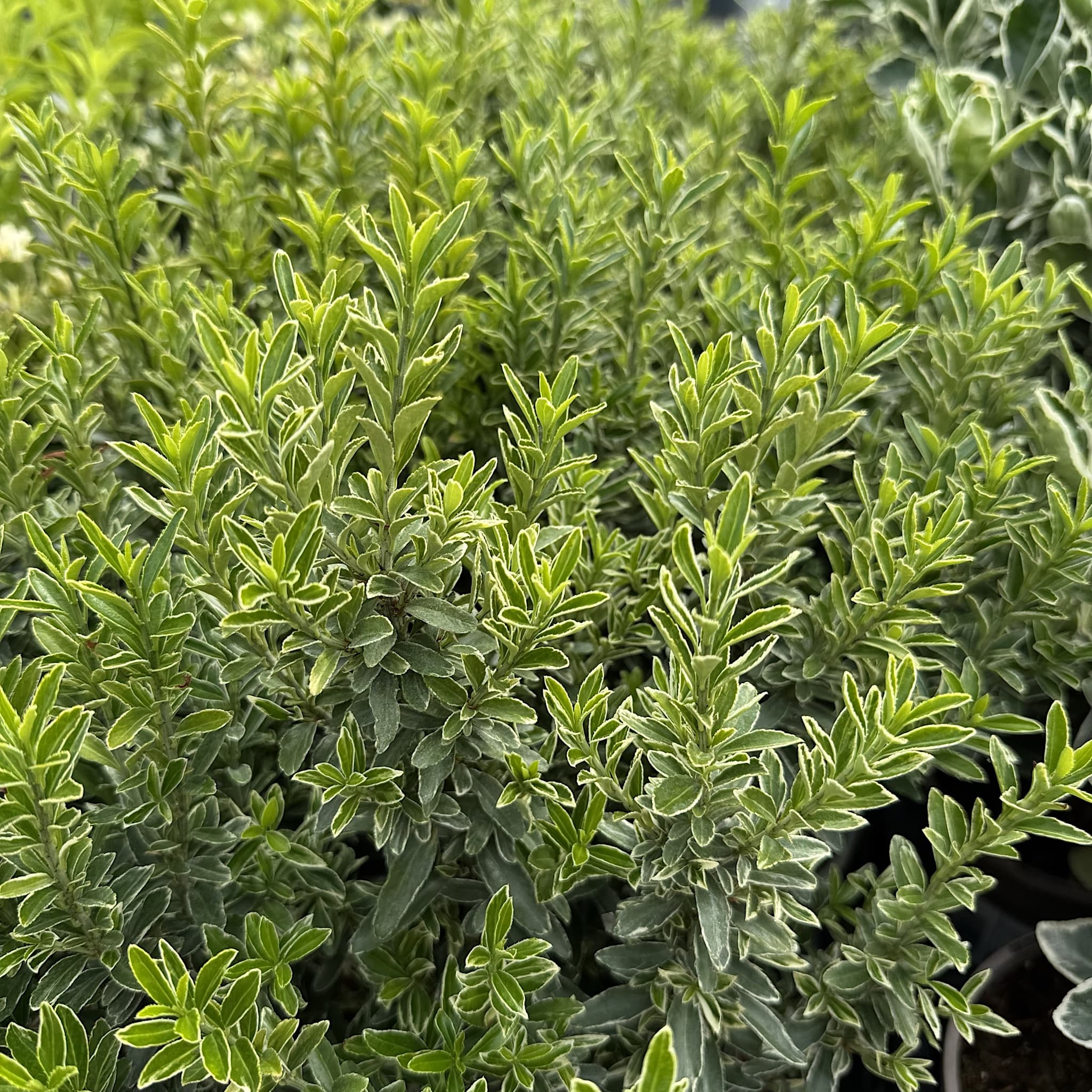 Euonymus jap. 'Microphyllus Aurea’
