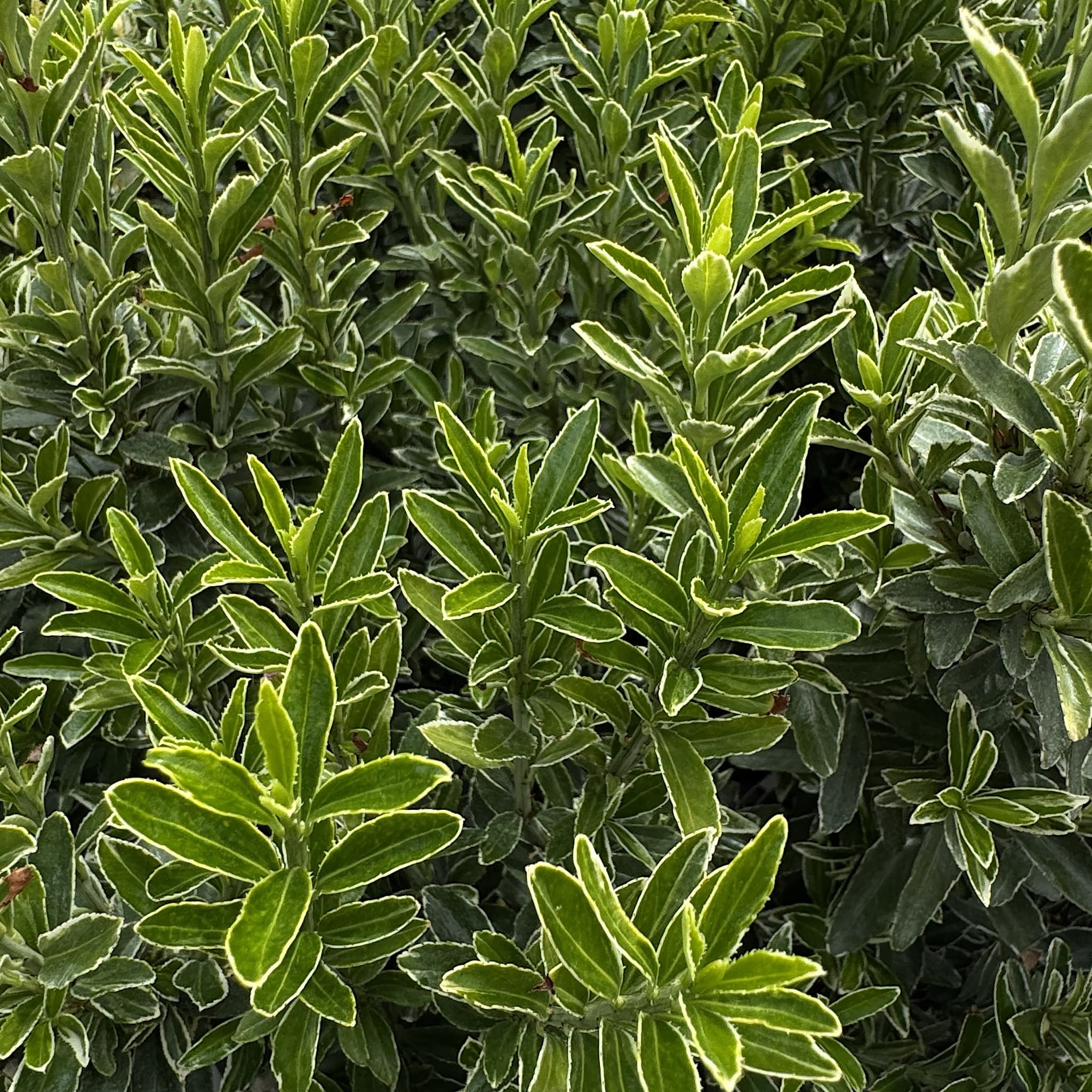 Euonymus jap. 'Microphyllus Aurea’