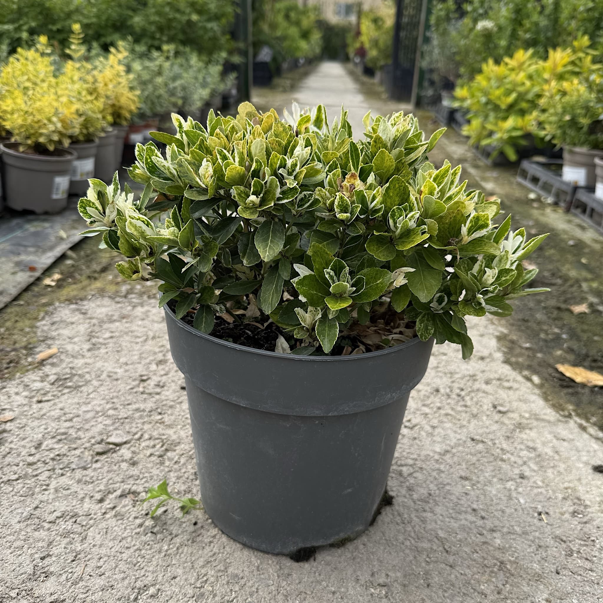Euonymus jap. 'Pierrolino'