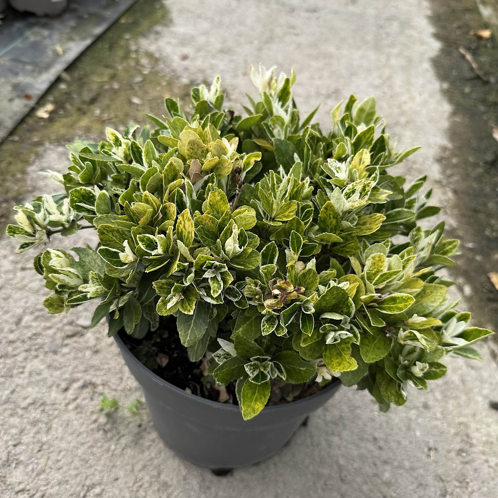Euonymus jap. 'Pierrolino'