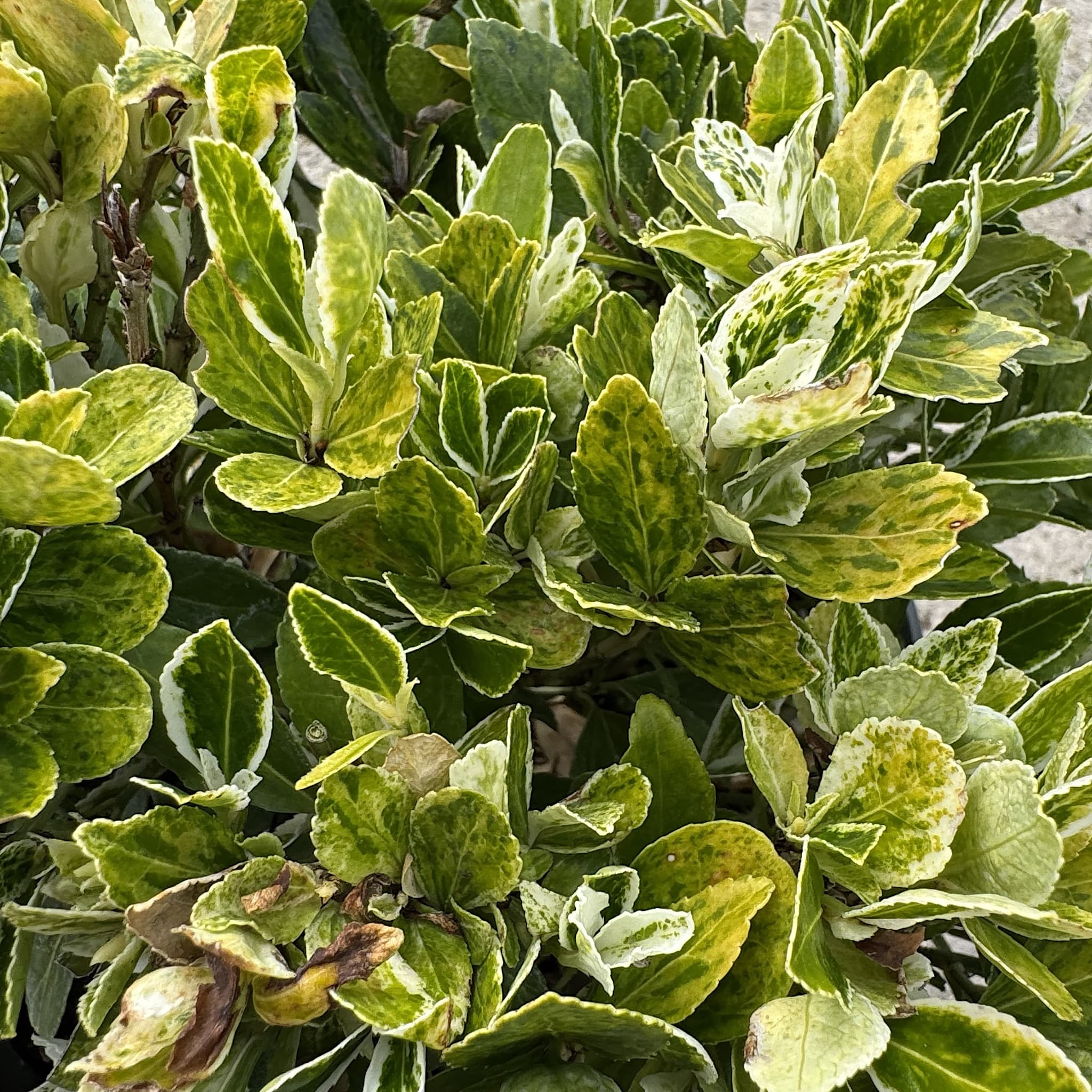 Euonymus jap. 'Pierrolino'
