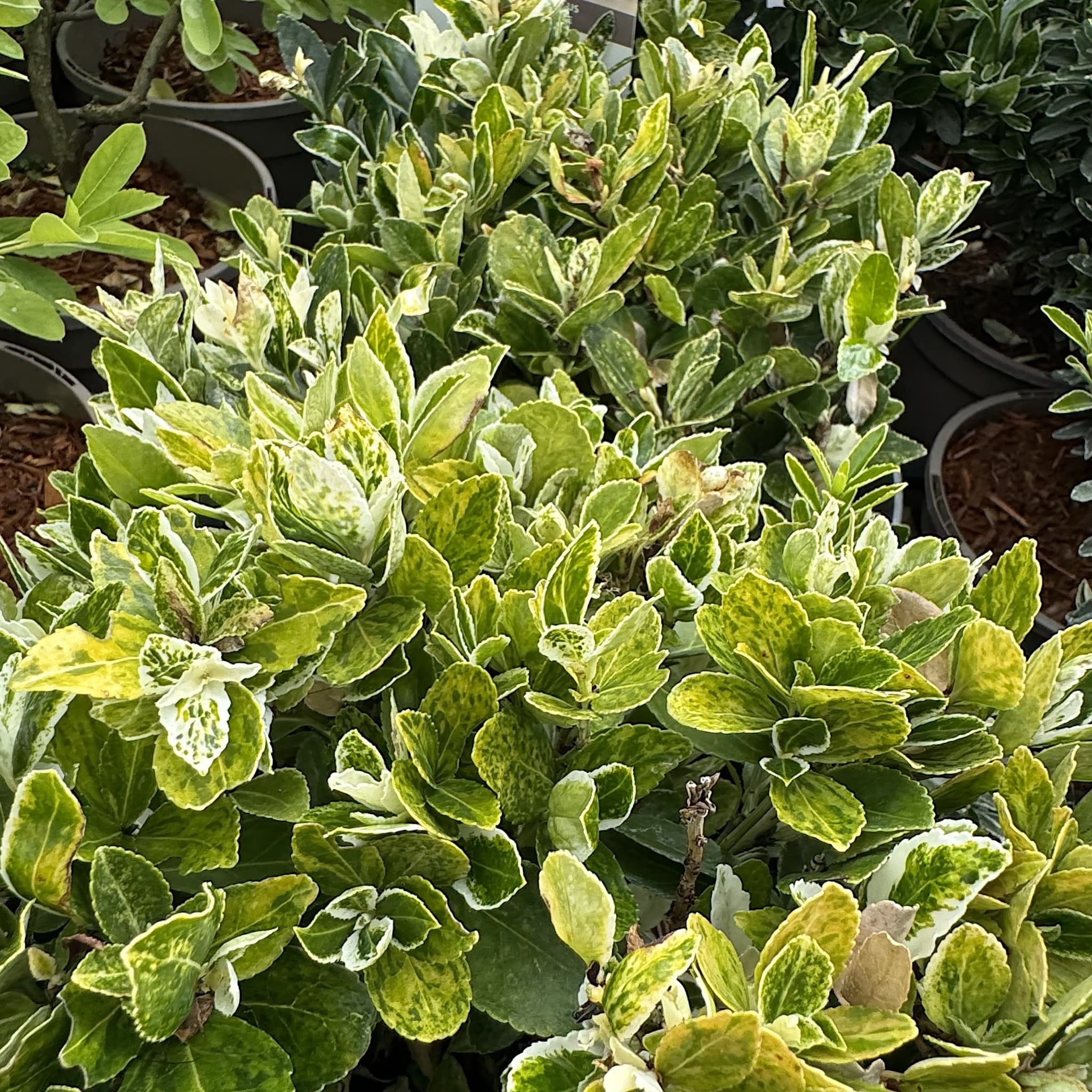 Euonymus jap. 'Pierrolino'
