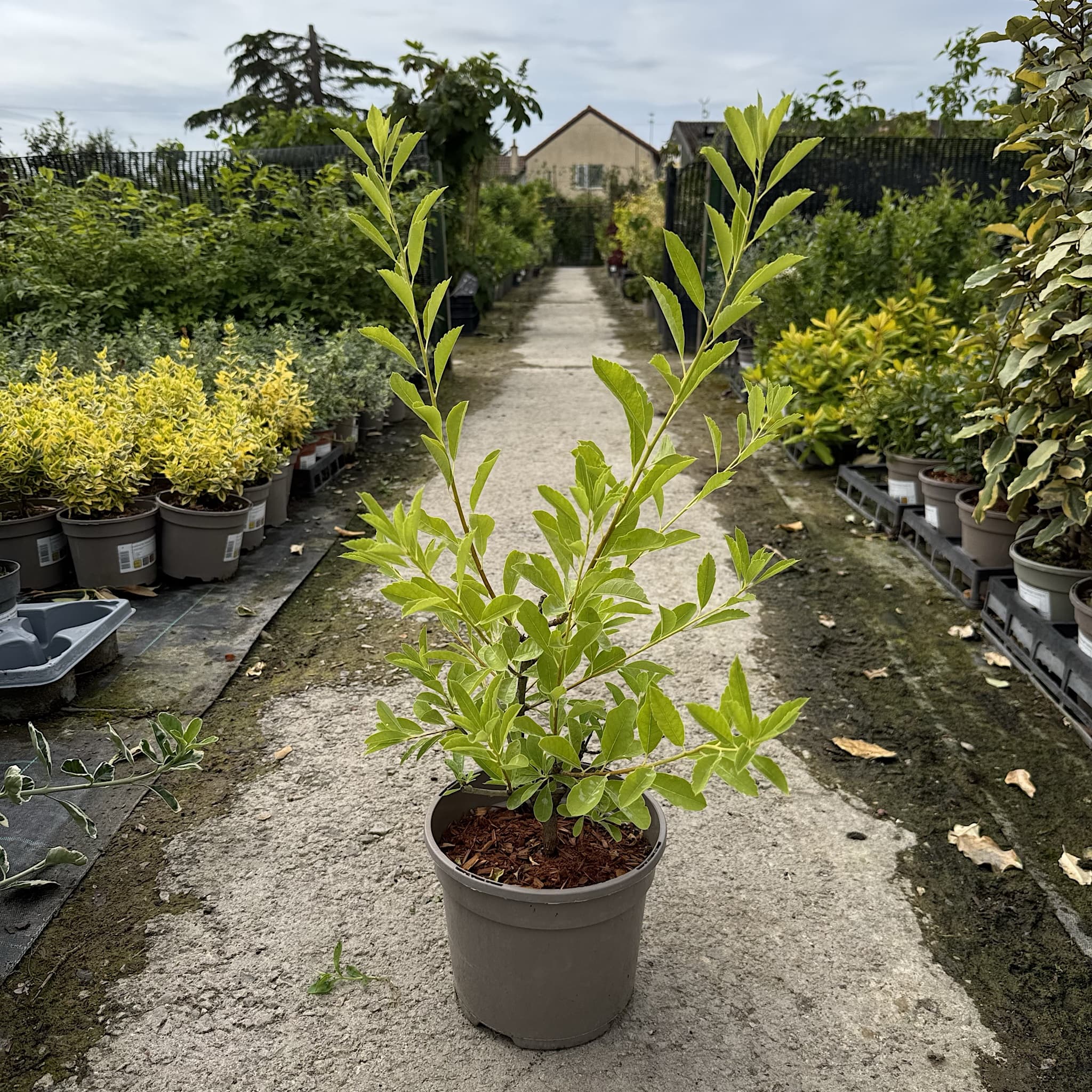 Exochorda 'Niagara'