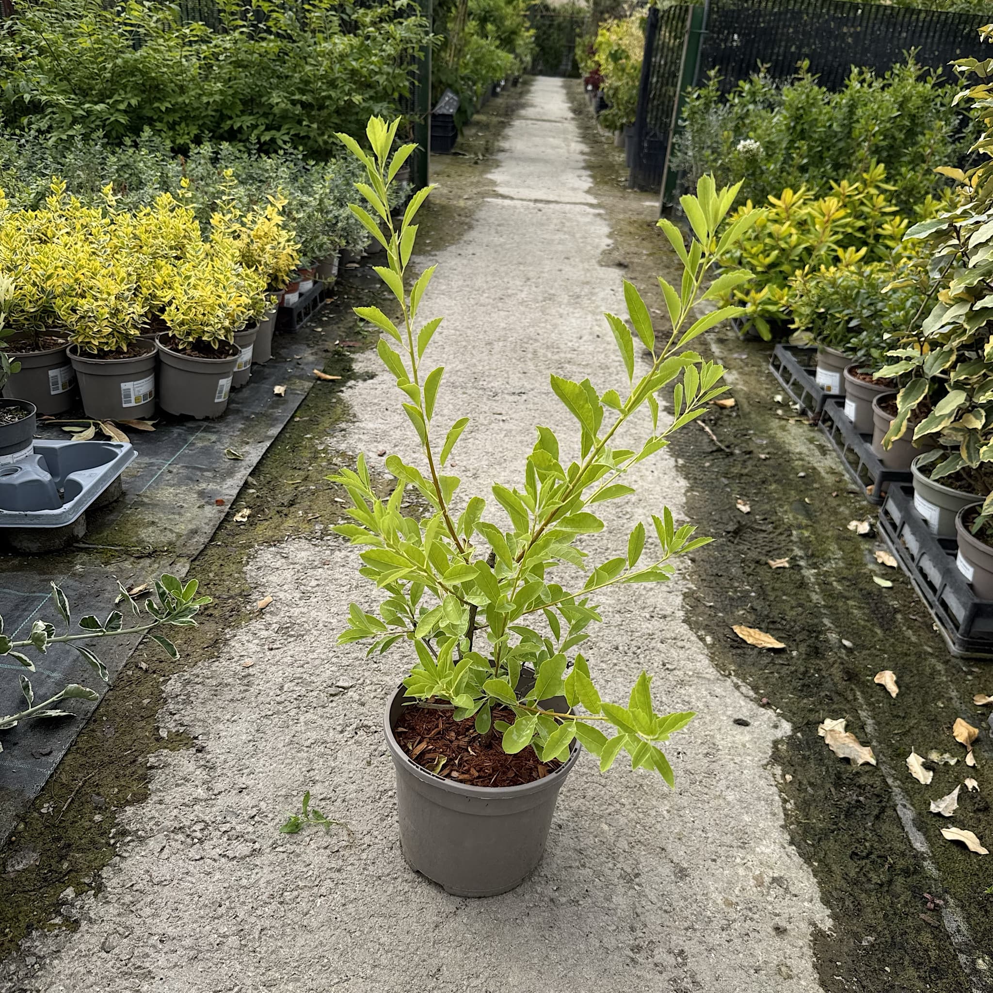 Exochorda 'Niagara'