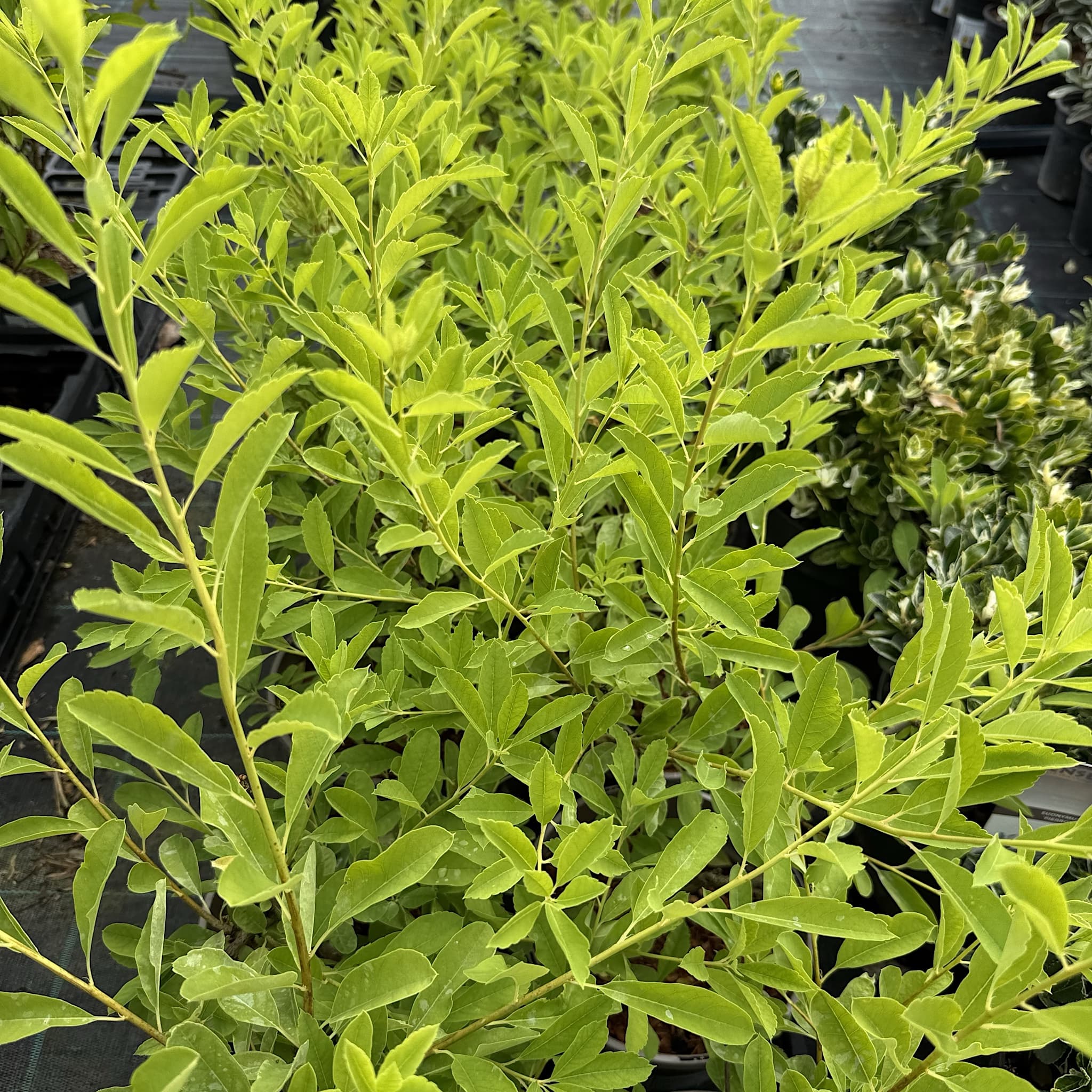 Exochorda 'Niagara'