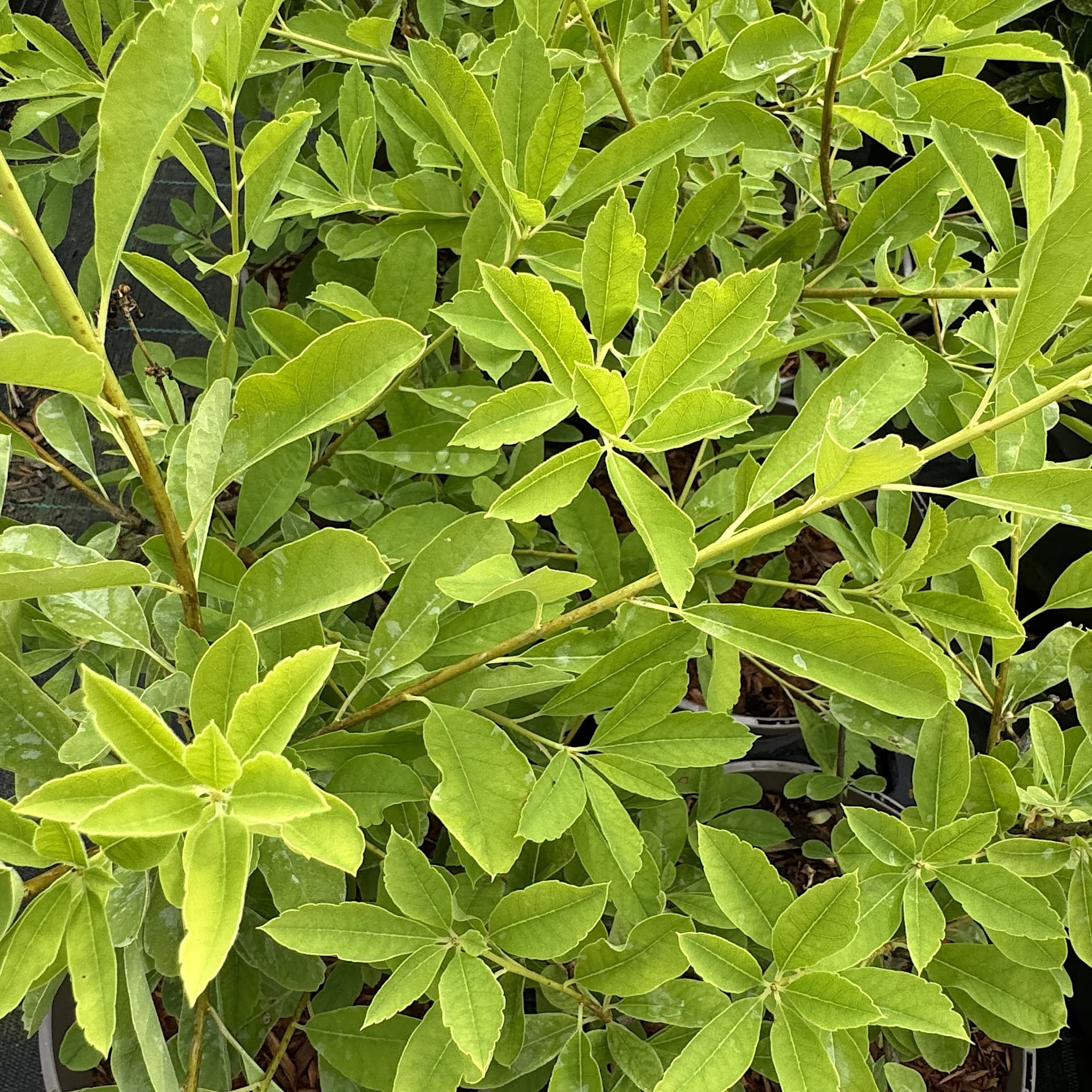 Exochorda 'Niagara'