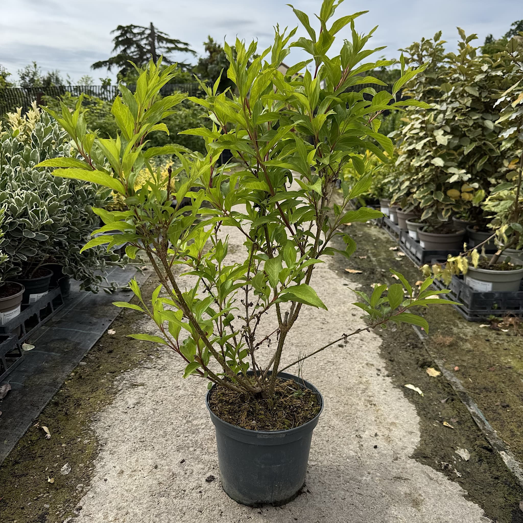 Forsythia 'Lynwood Gold'