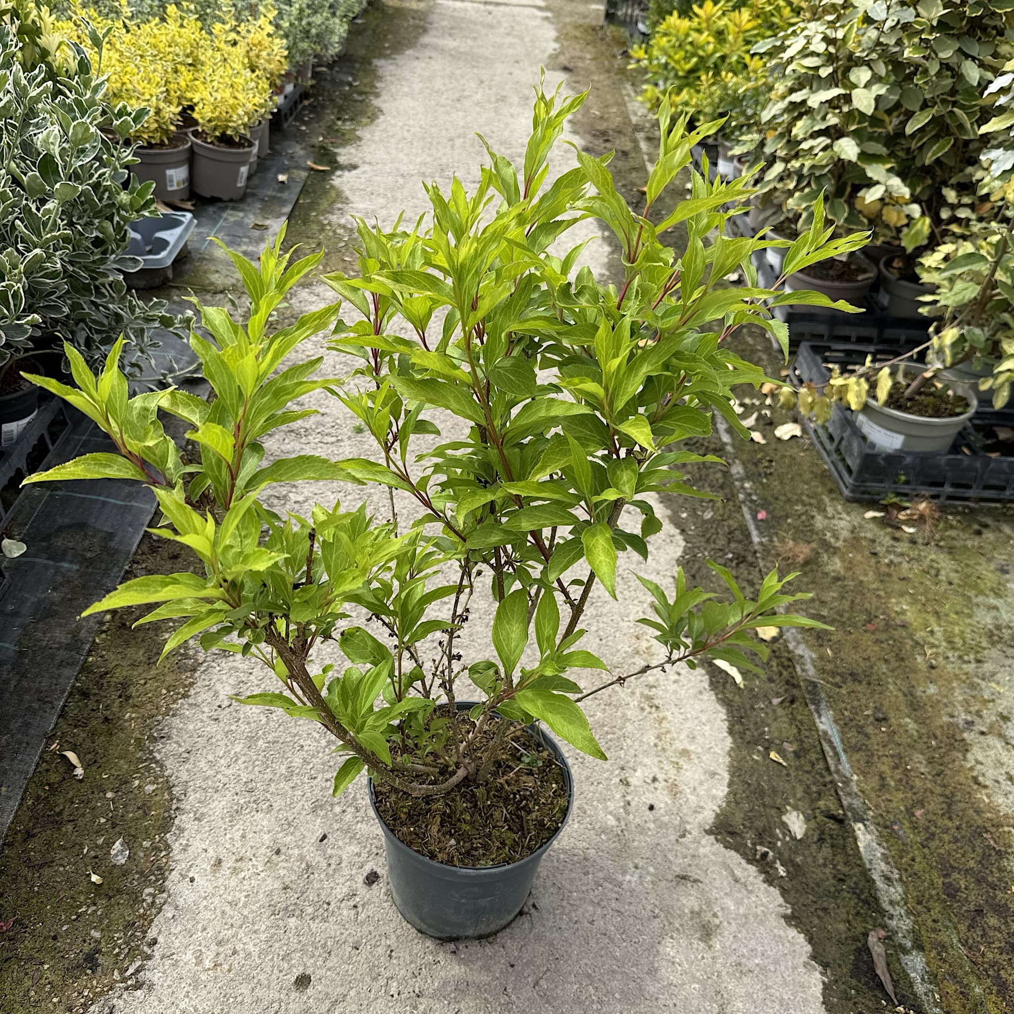 Forsythia 'Lynwood Gold'