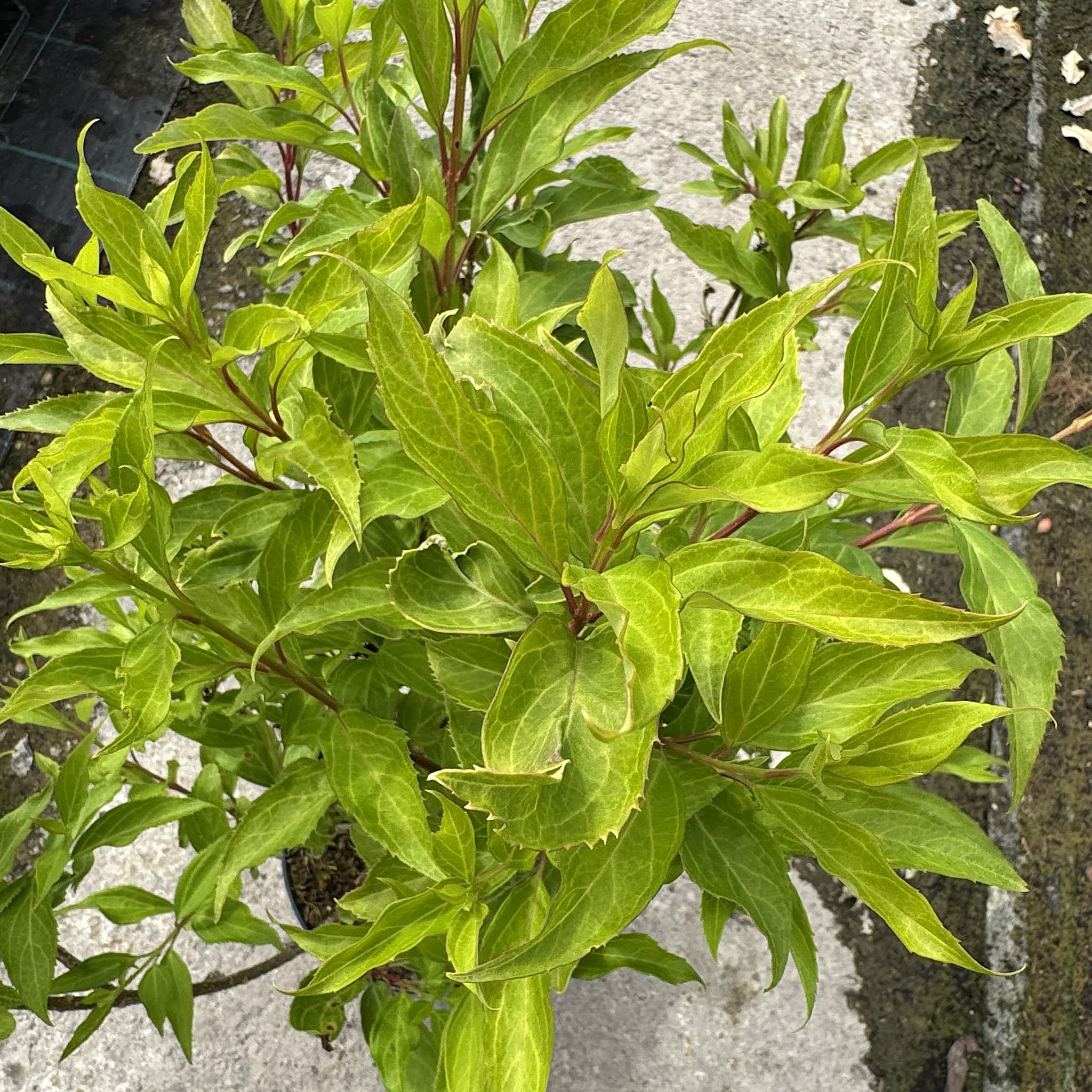 Forsythia 'Lynwood Gold'