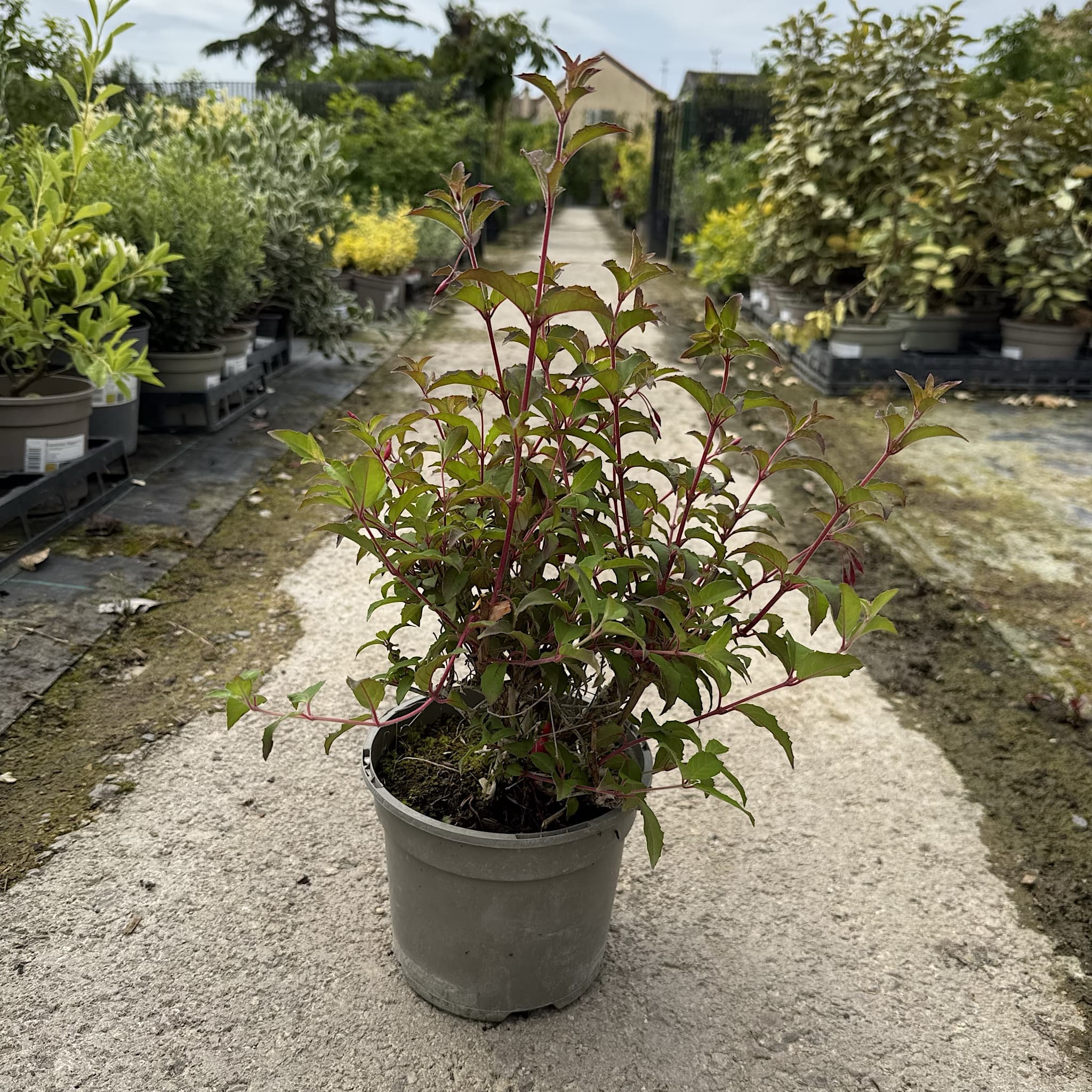Fuchsia 'Riccartonii'