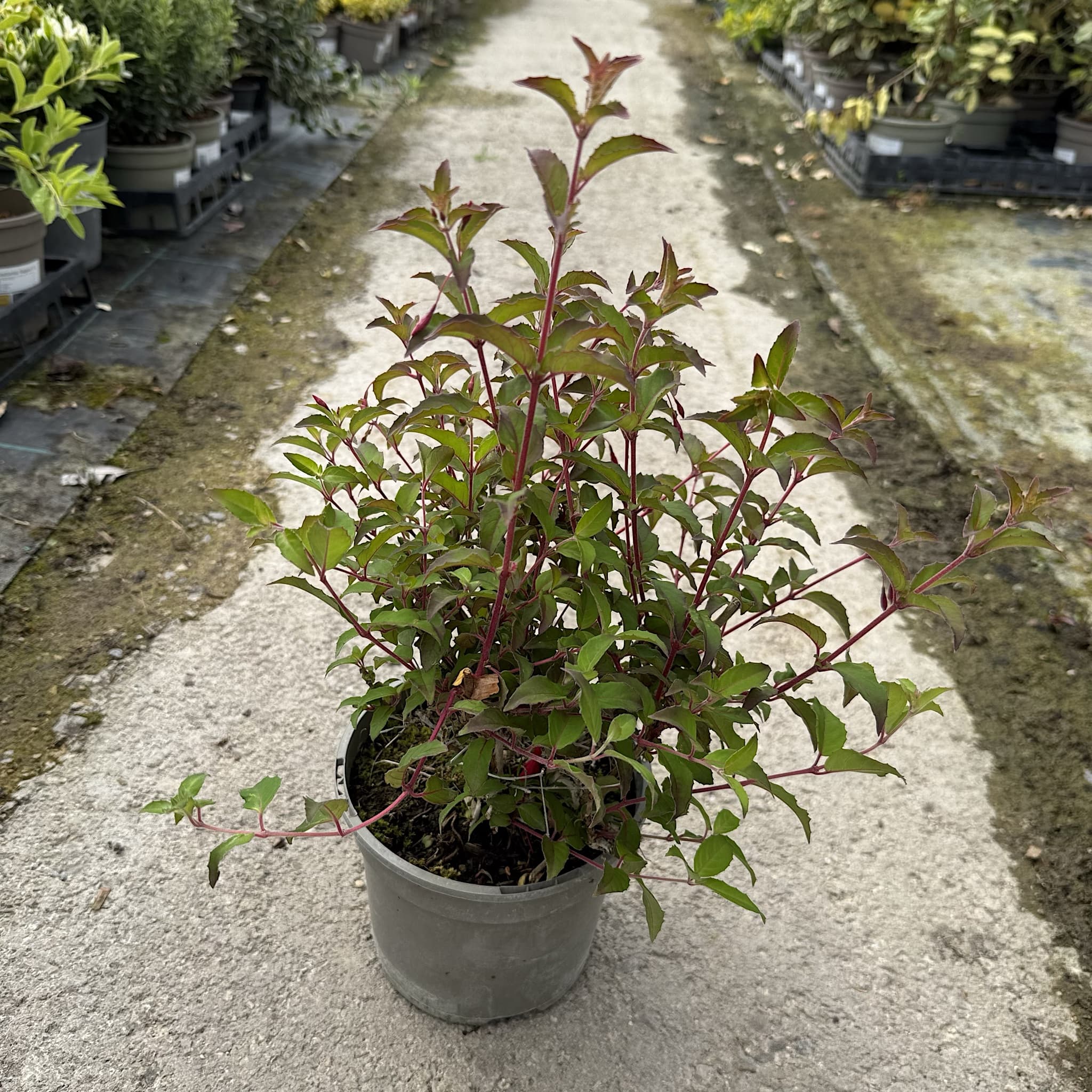 Fuchsia 'Riccartonii'