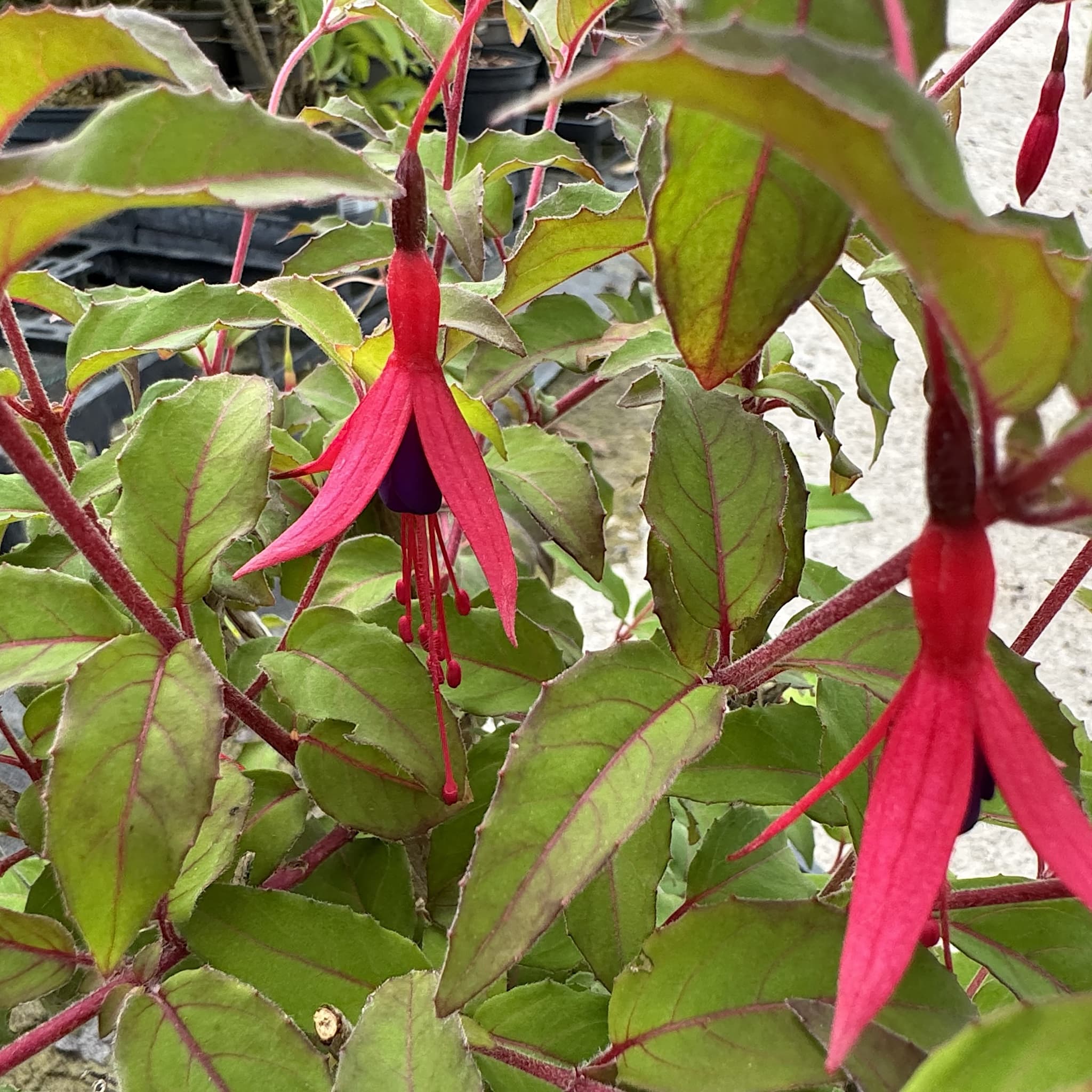 Fuchsia 'Riccartonii'