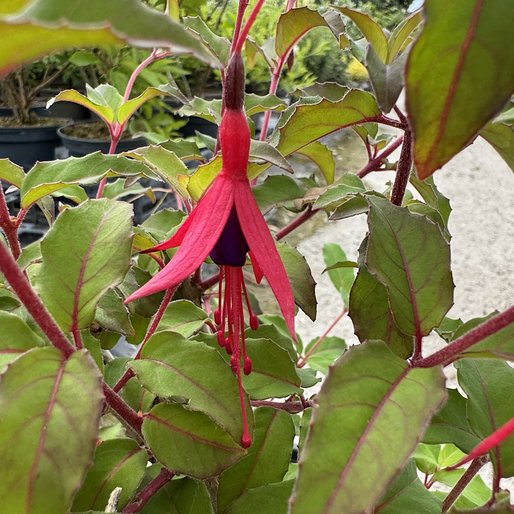 Fuchsia 'Riccartonii'