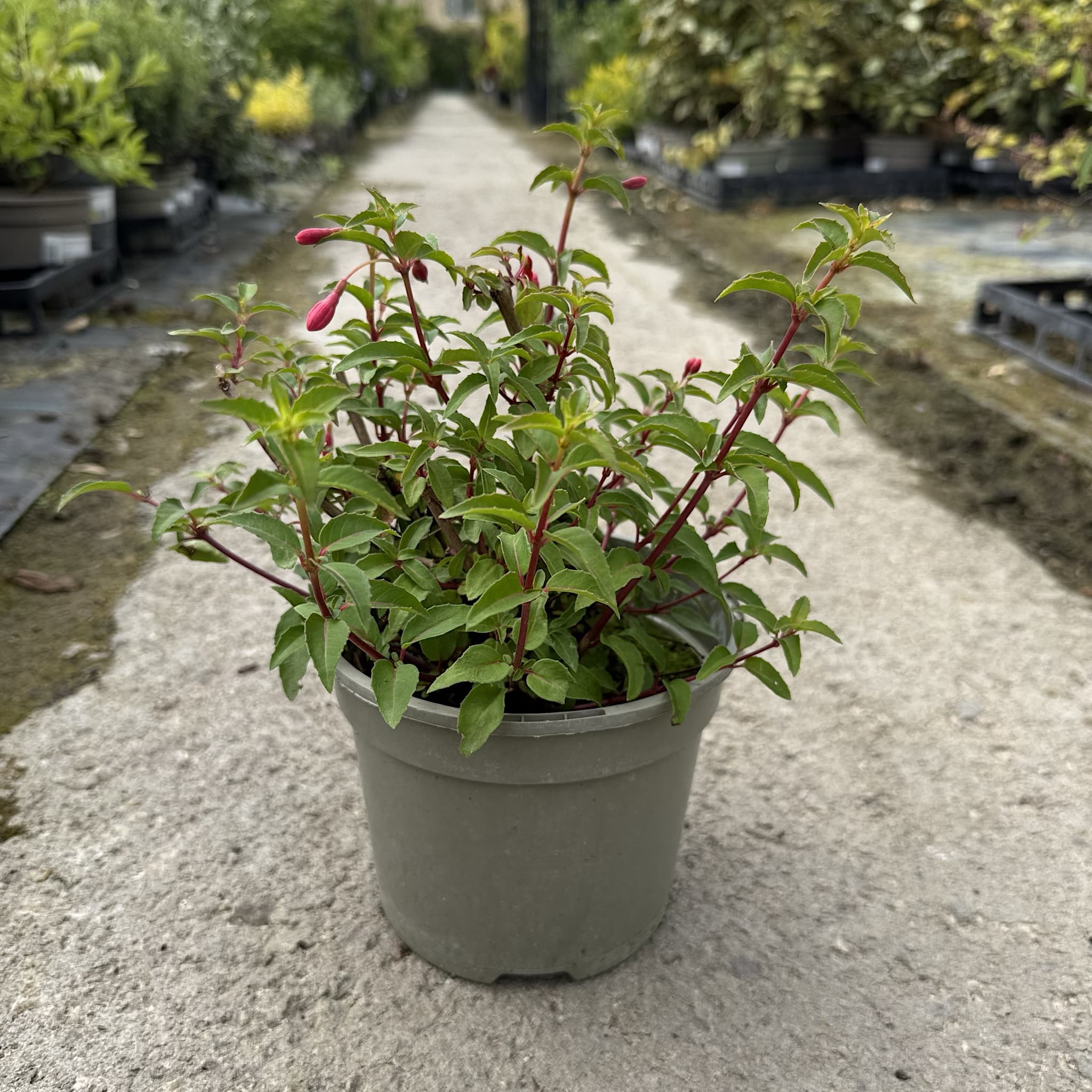 Fuchsia 'Tom Thumb'