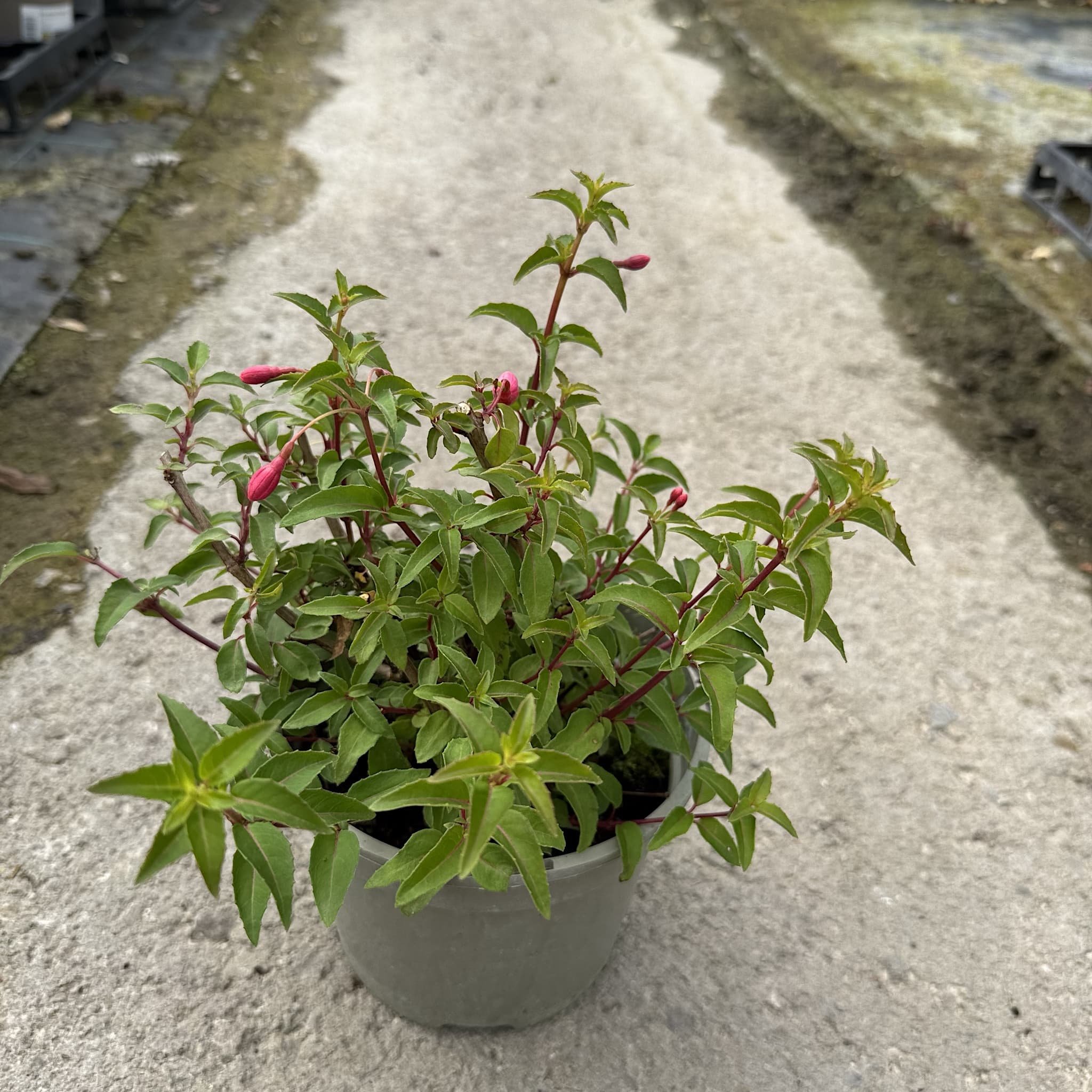 Fuchsia 'Tom Thumb'