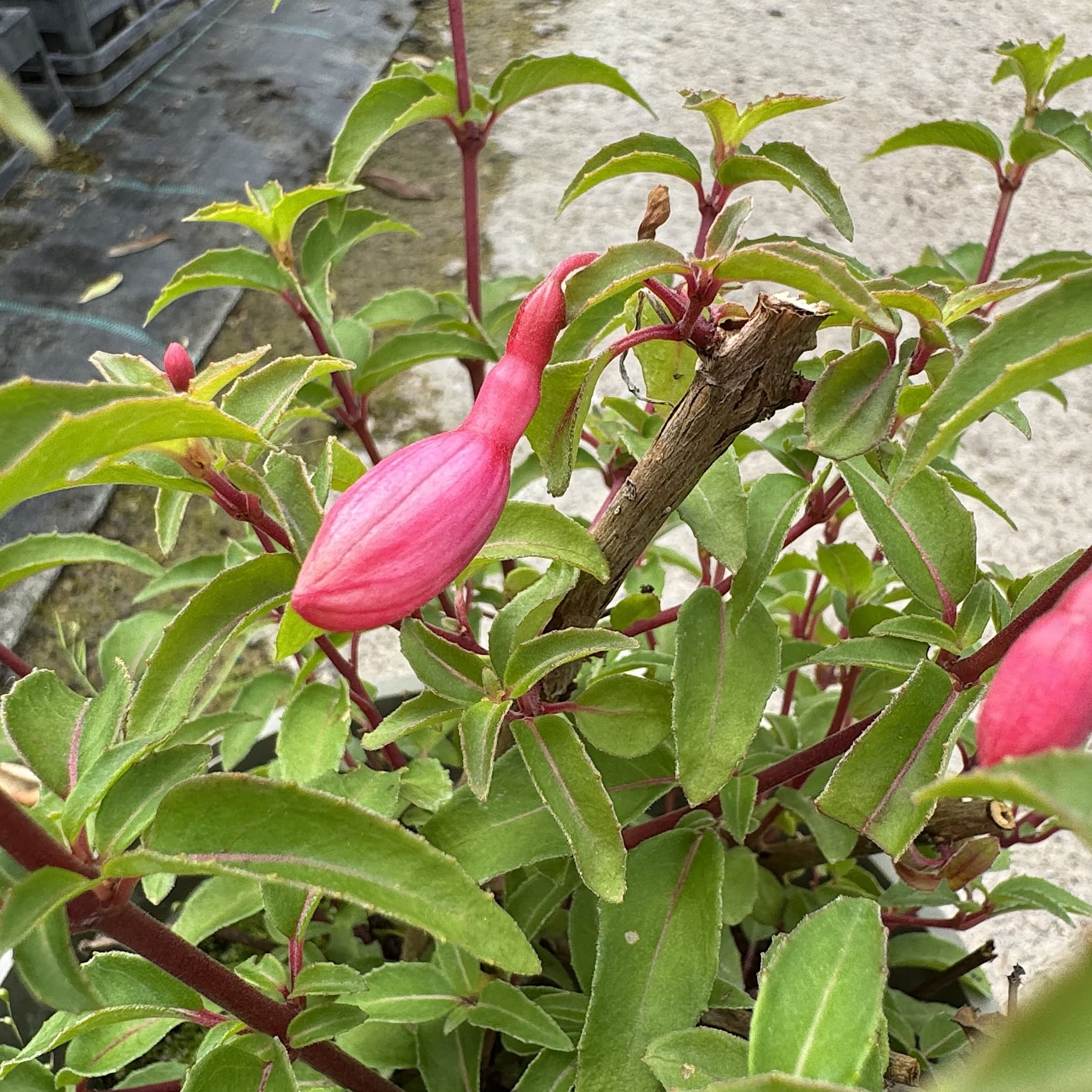 Fuchsia 'Tom Thumb'
