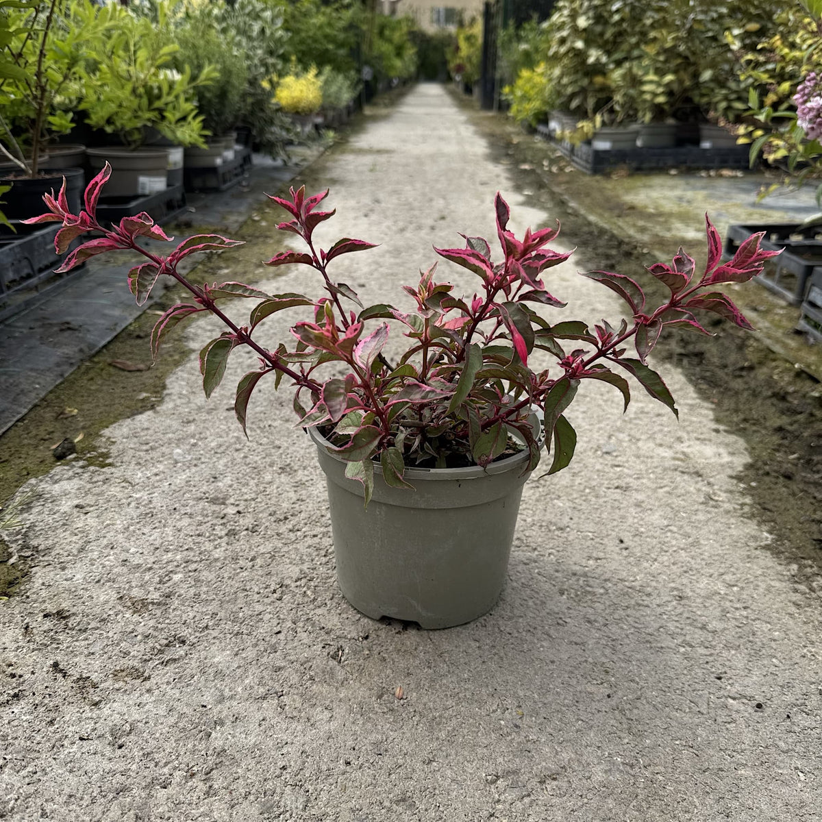 Fuchsia 'Tom West'