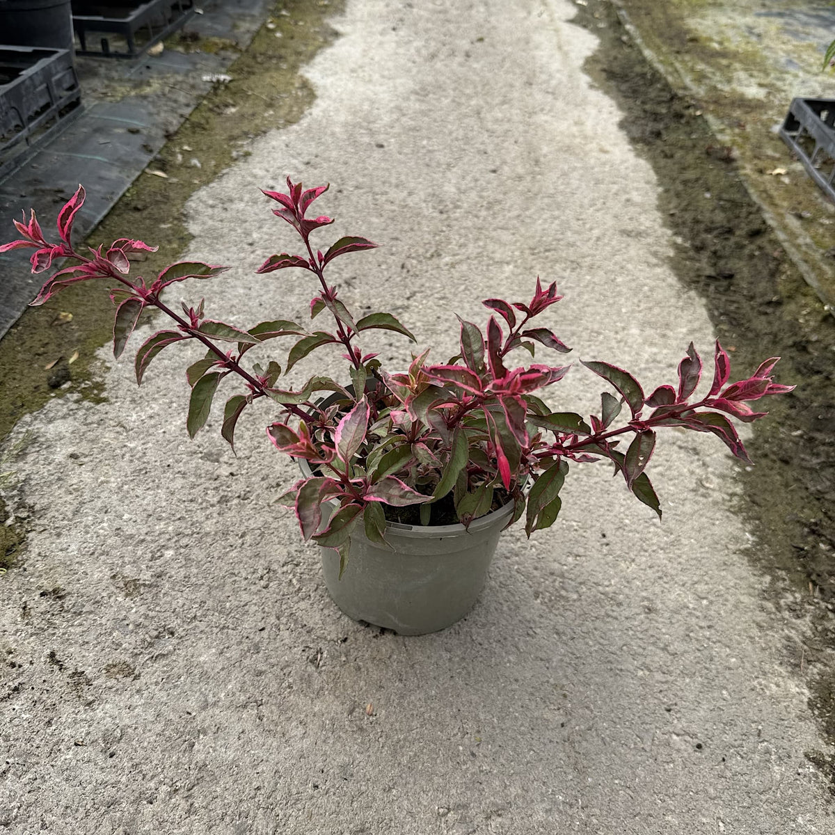 Fuchsia 'Tom West'