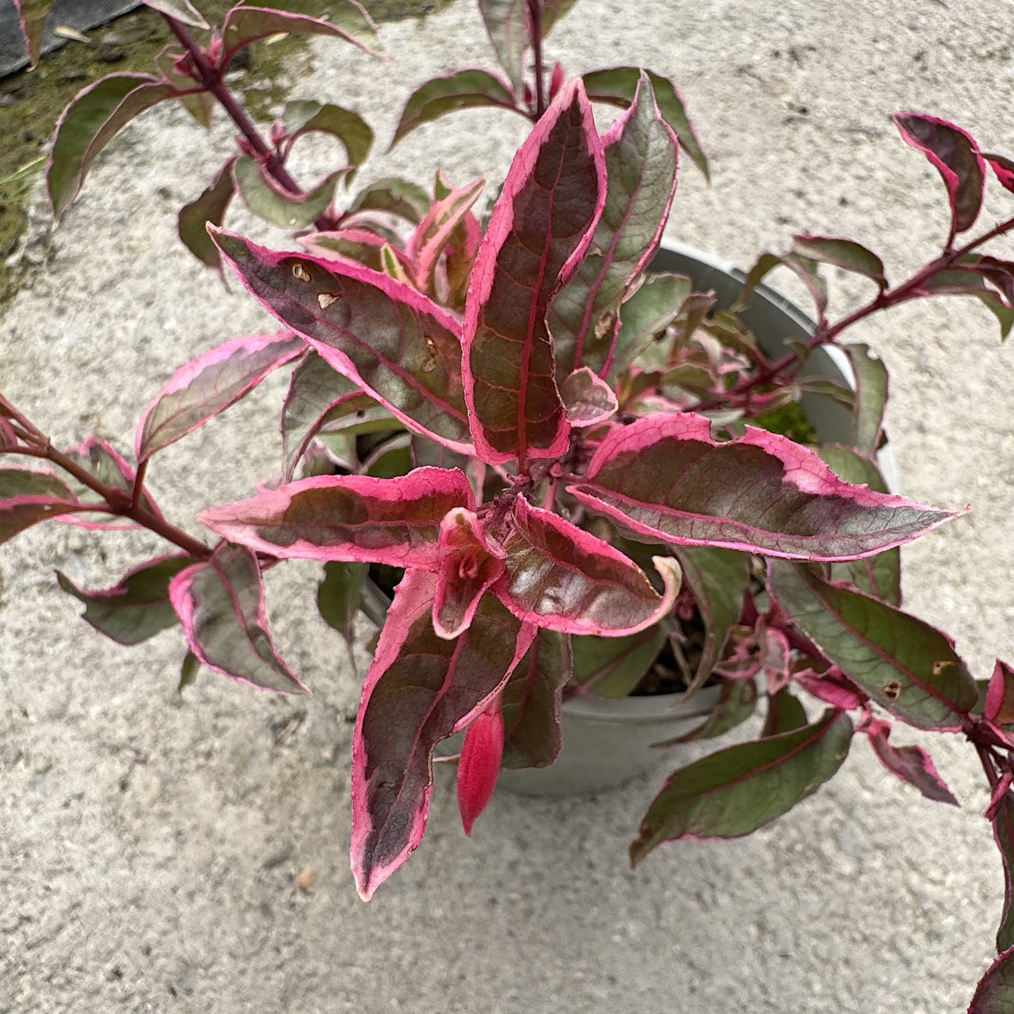 Fuchsia 'Tom West'