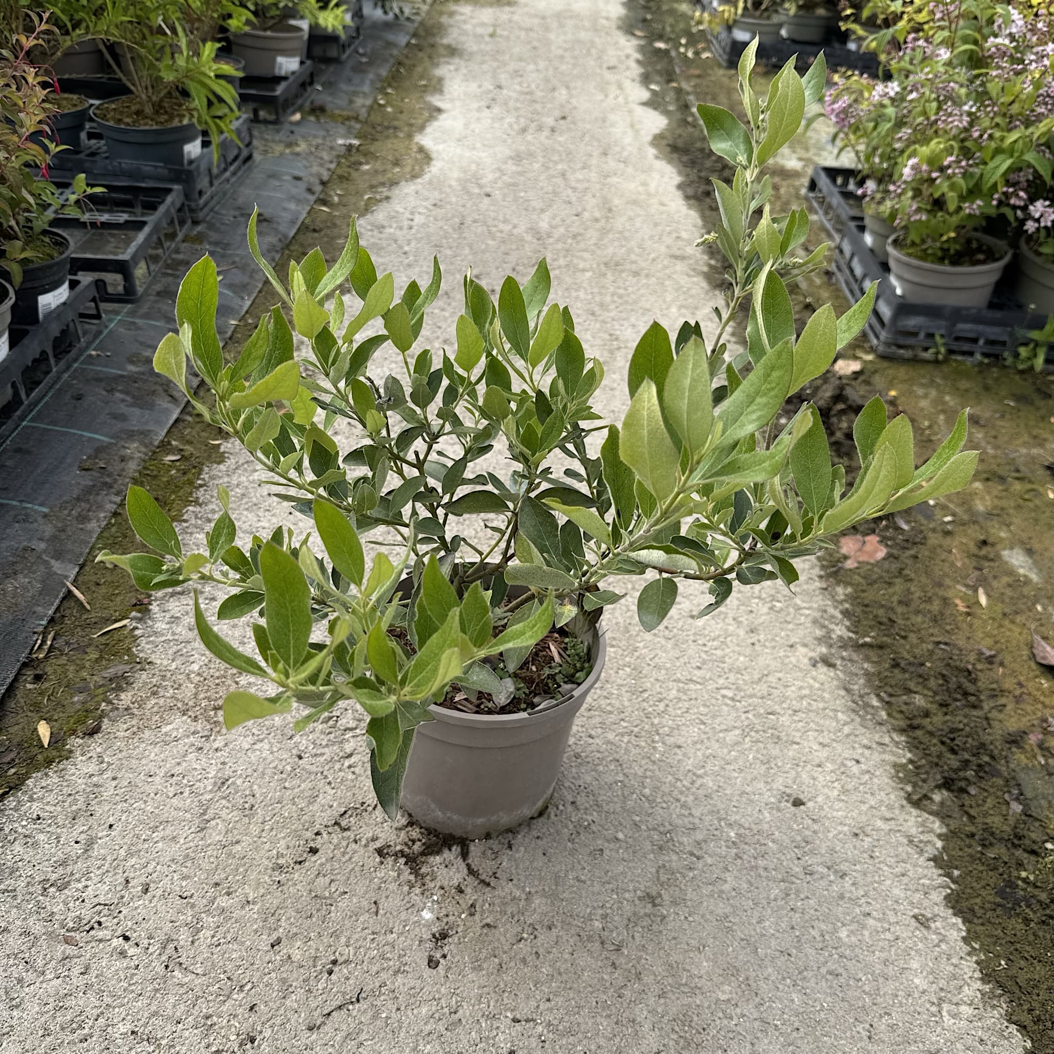 Garrya x thuretii