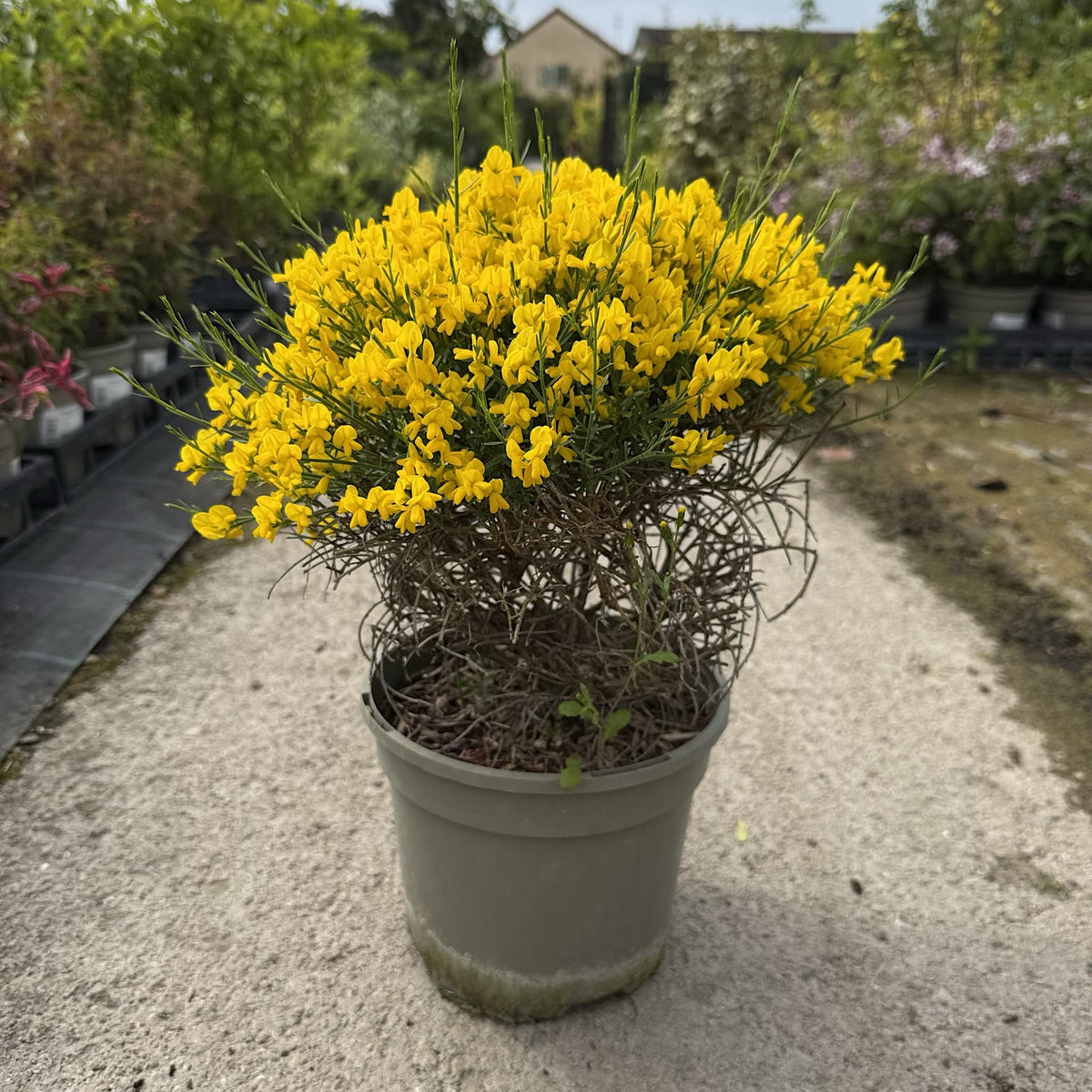 Genista lydia