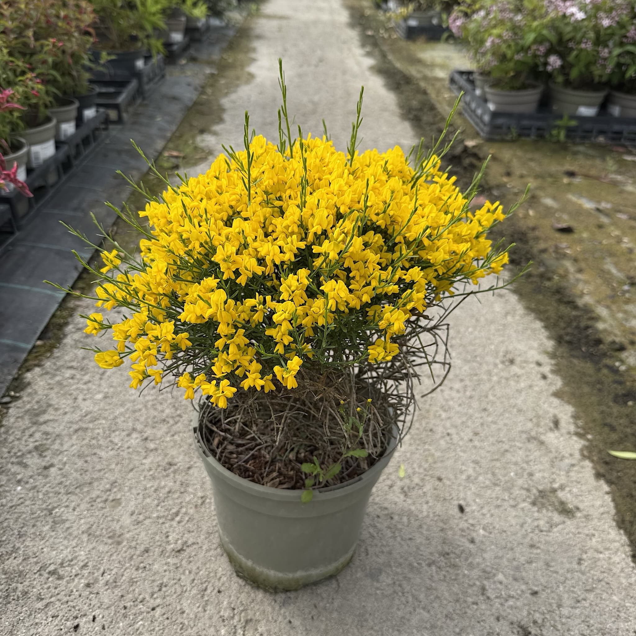 Genista lydia