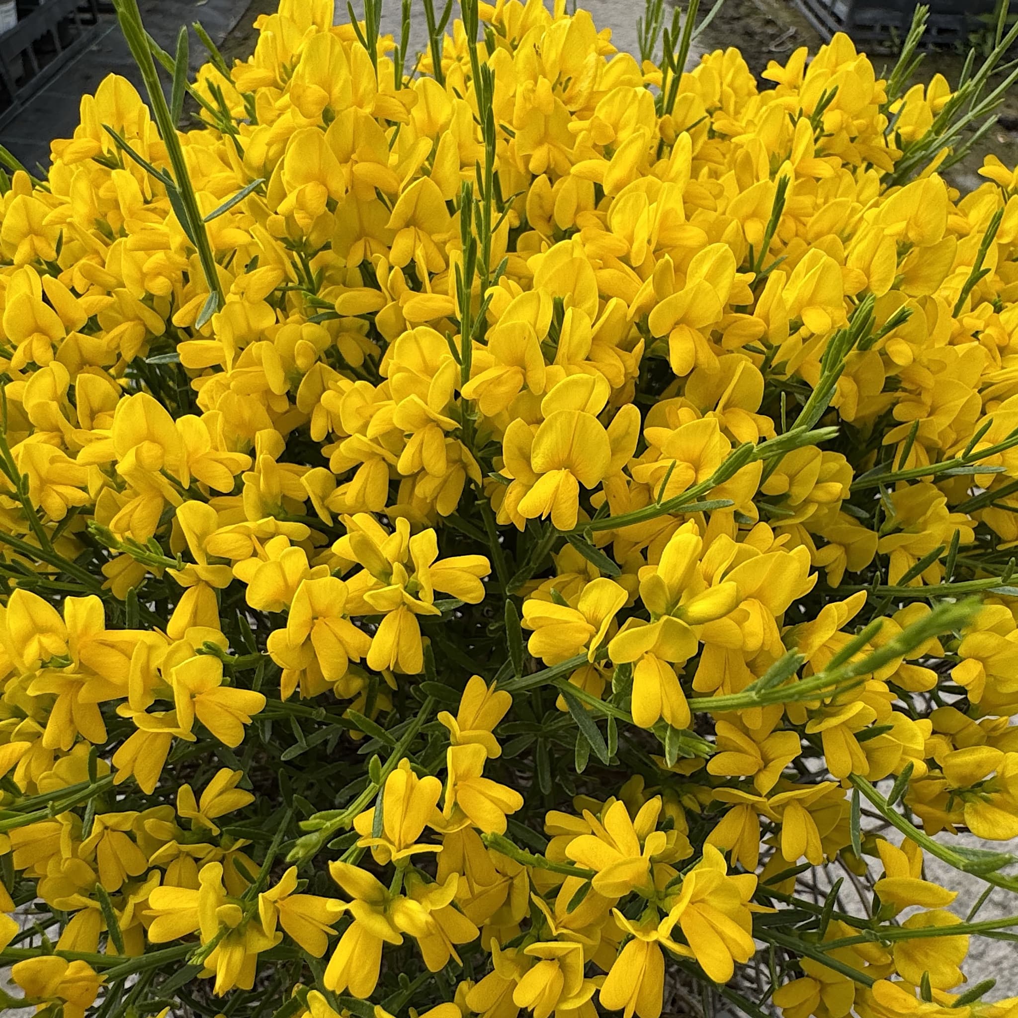 Genista lydia