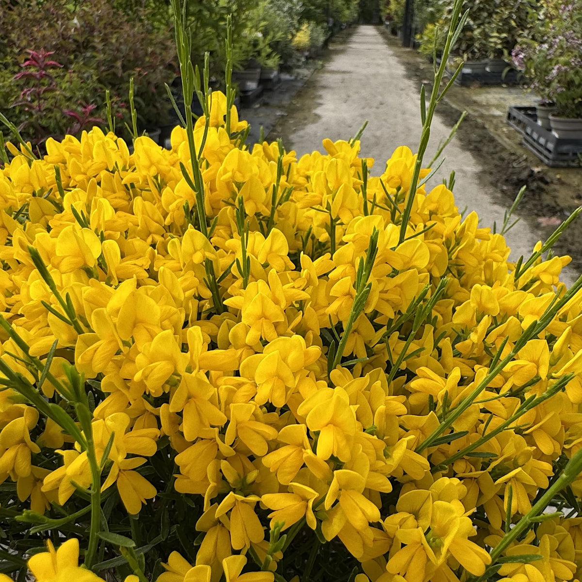 Genista lydia