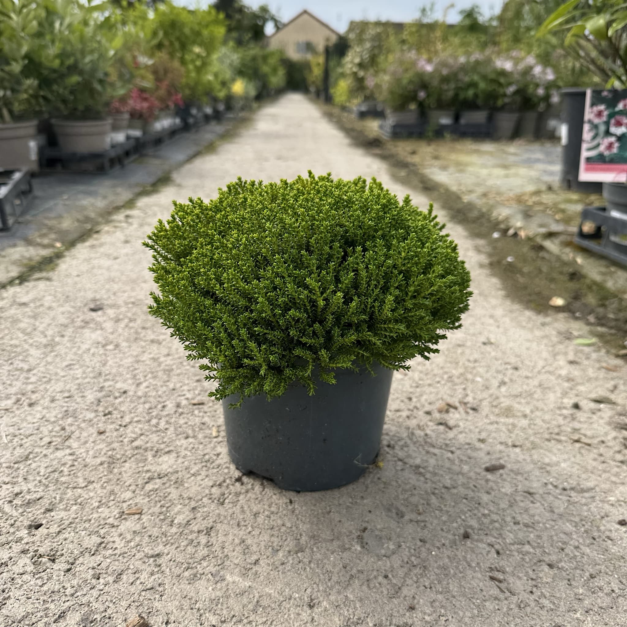 Hebe 'Green Globe'