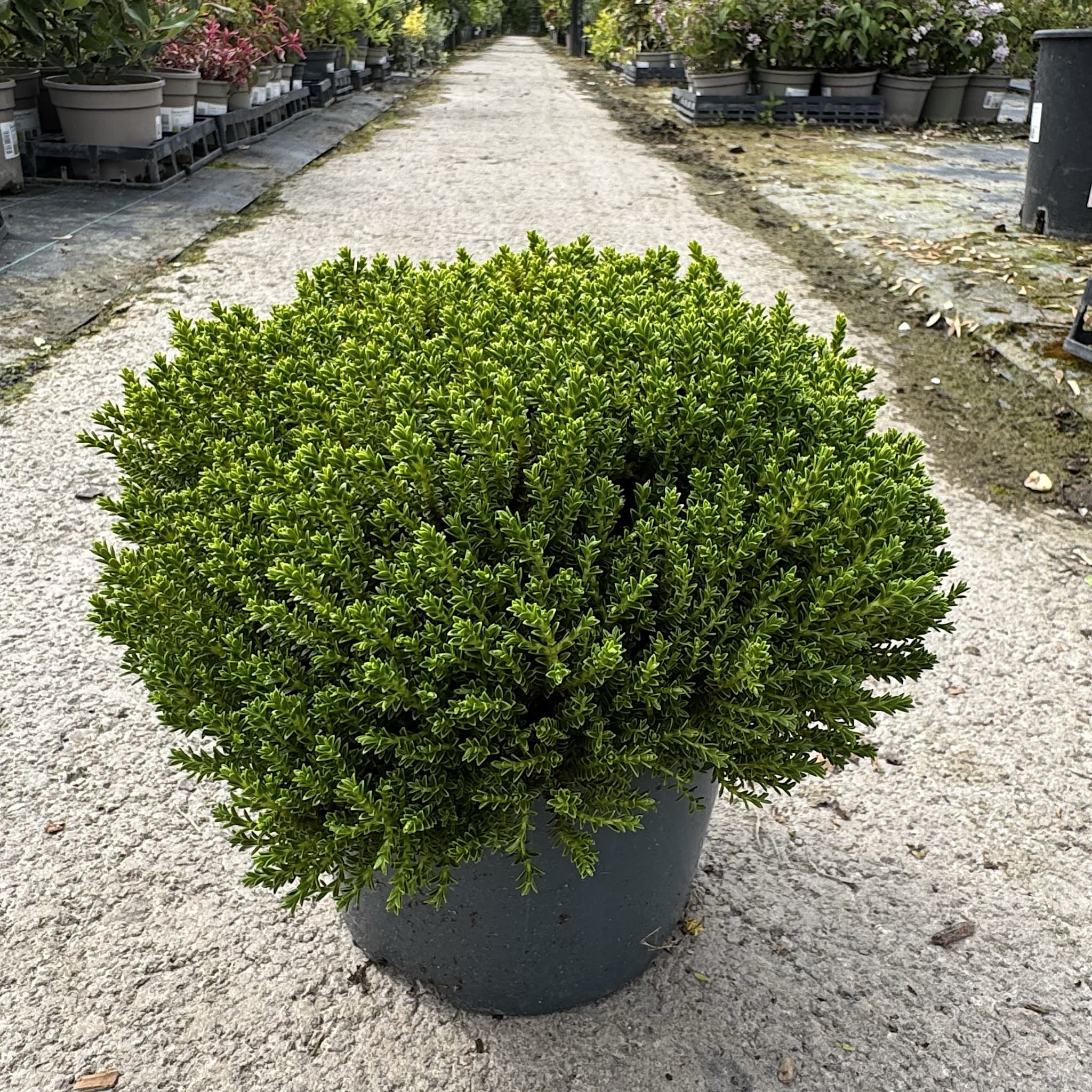 Hebe 'Green Globe'