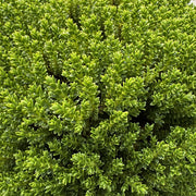 Hebe 'Green Globe'