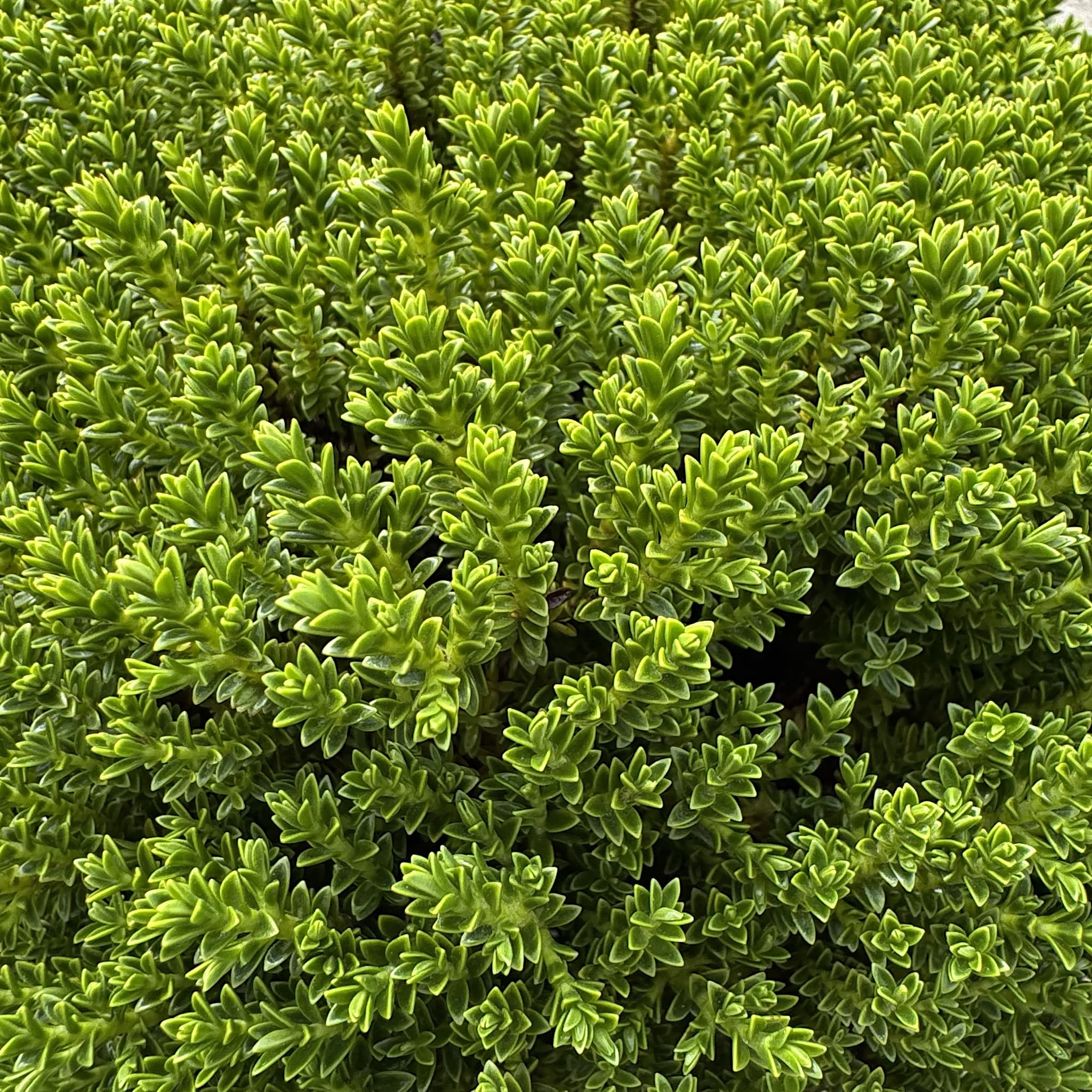Hebe 'Green Globe'