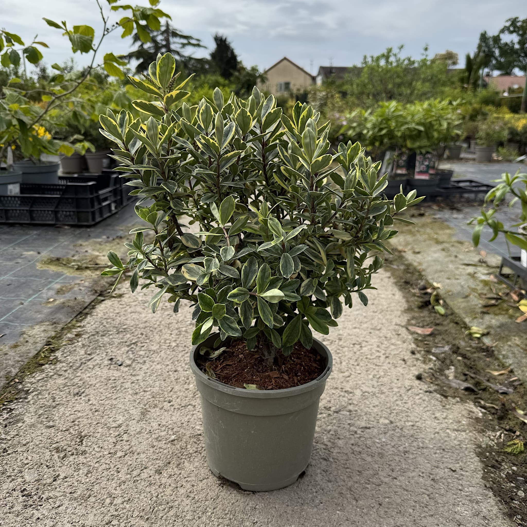 Hebe 'Lime Zest'