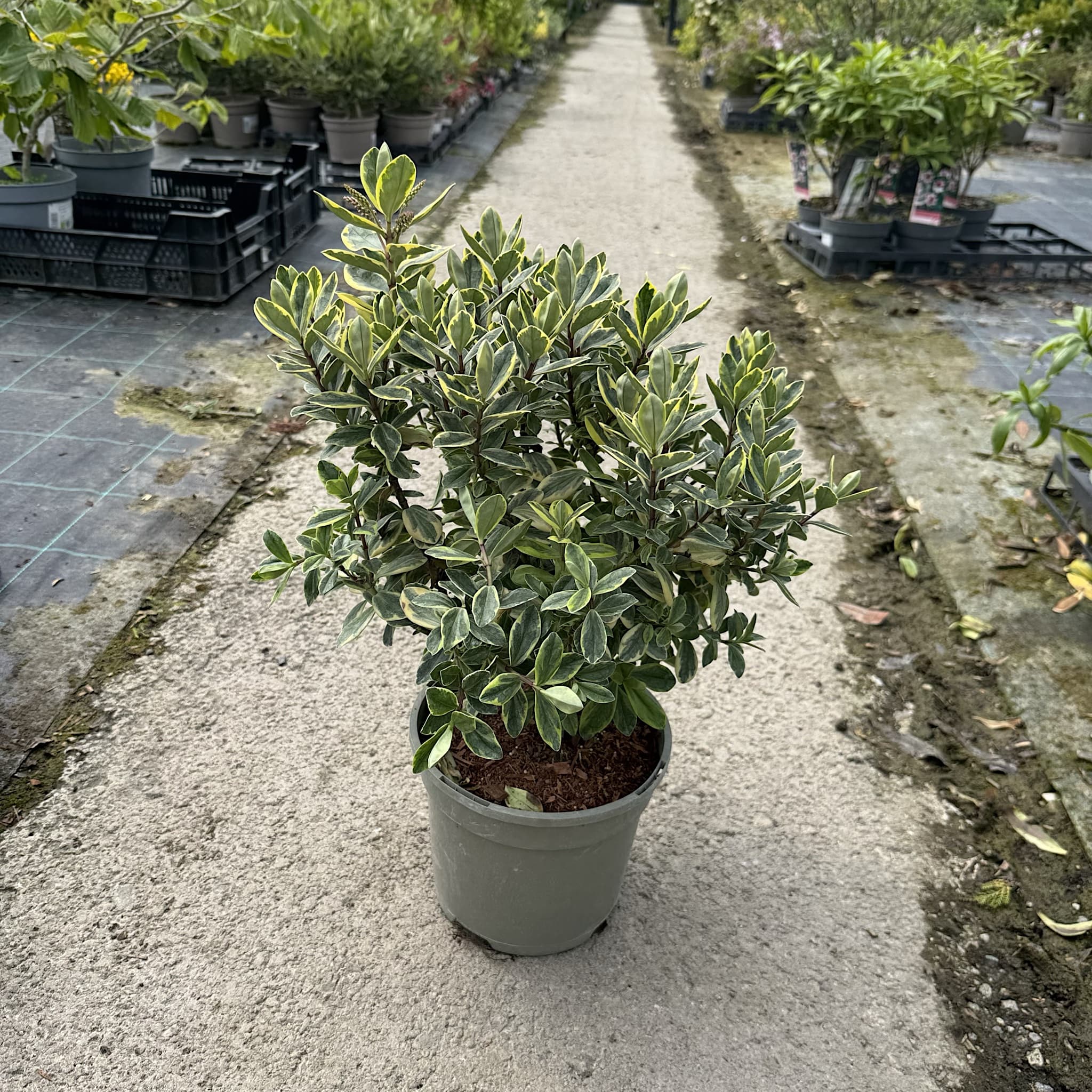 Hebe 'Lime Zest'